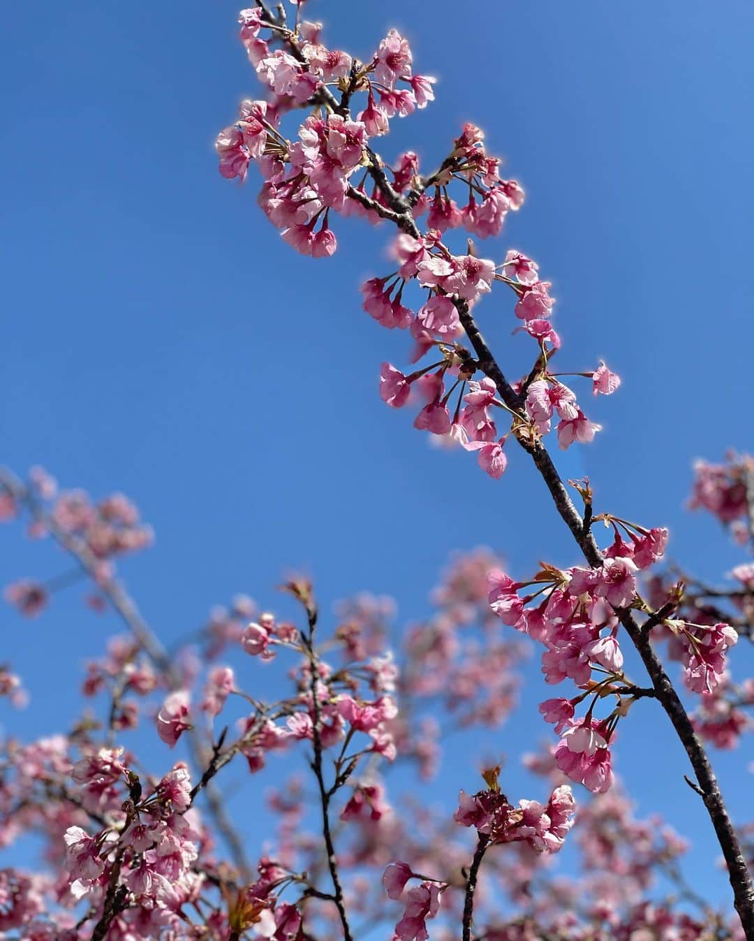 谷亜沙子さんのインスタグラム写真 - (谷亜沙子Instagram)「🌸🍡🌸🐎  早く桜が咲かないかなぁ。 また寒いけど頑張ろう❄️😵  花より団子ですね。。(2枚目)」3月22日 7時40分 - asyakodayo