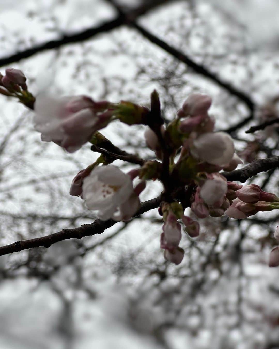 高橋ひとみさんのインスタグラム写真 - (高橋ひとみInstagram)「おはようございます。 今朝はあいにくの冷たい雨の中のお散歩！ 桜🌸が少し咲いてました😃」3月22日 8時24分 - hitomi_momoe