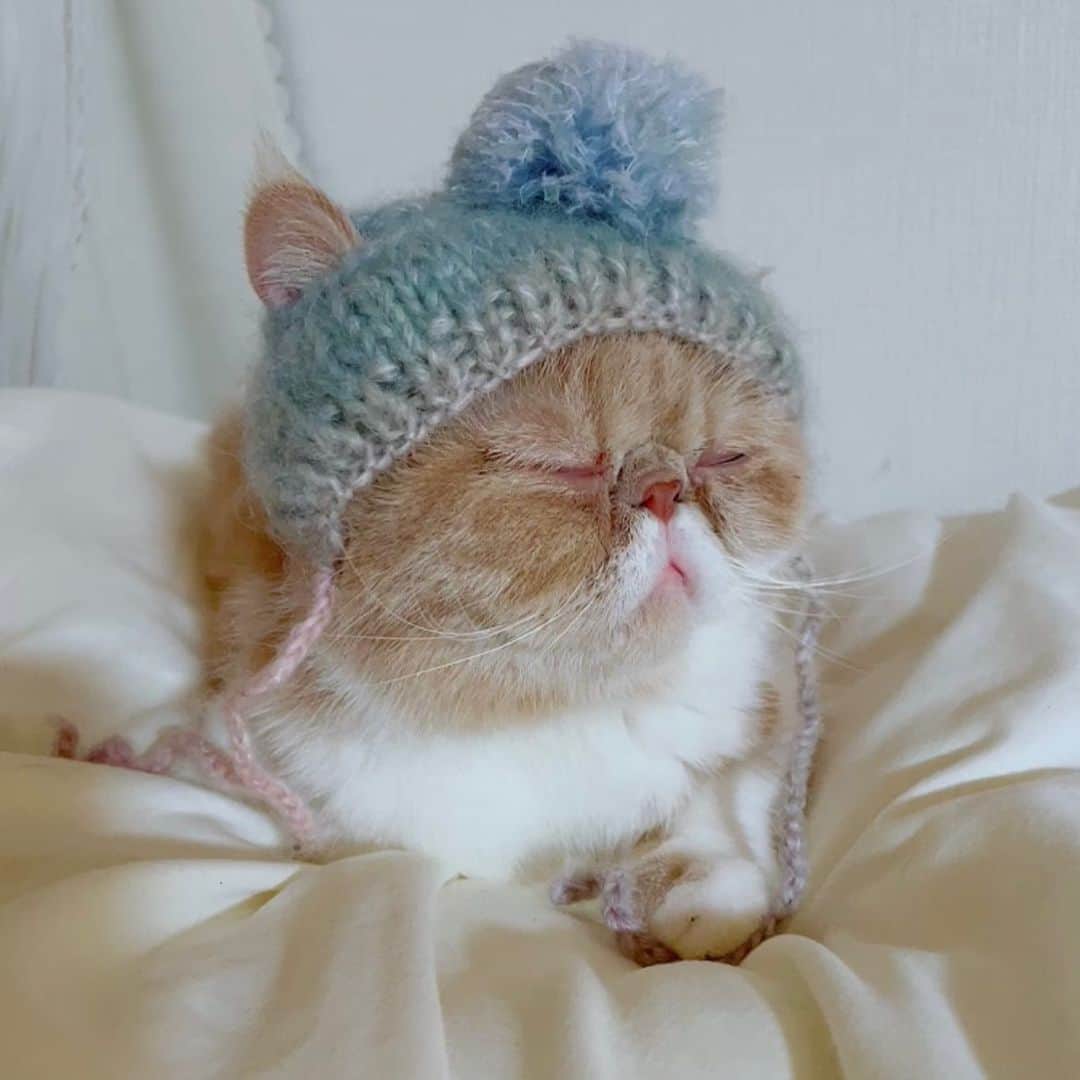 花咲来夢さんのインスタグラム写真 - (花咲来夢Instagram)「かわいい ねこちゃんのニット帽🐾 今日みたいな寒い日は、ちょうどいいかもしれませんな⛄️ たまたま通りかかったお店で見つけたよ。🐾 こちらの作家さんの徒然猫屋。 @tsuredurenekoya さんは、殺処分ゼロ・保護猫活動もされているので、猫飼いのみなさんは見かけたら是非可愛い帽子を見に立ち寄ってみてねฅ•ω•ฅ✨🐱」3月22日 14時46分 - raimu_charlotte