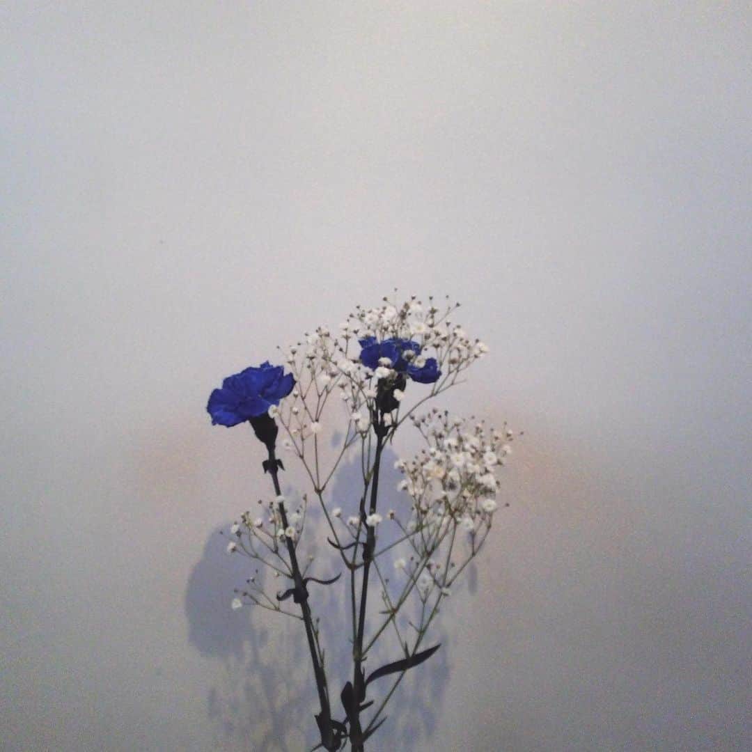 真奈さんのインスタグラム写真 - (真奈Instagram)「. indigoのお天気だから今週は 青のお花と帰ってきた(赤も)  先週お迎えしたフリージアは 元気に咲いてる〜☺️🌼 黄色のフリージアの花言葉は 無邪気だって🥺かわいいね🥺  #papershoot #花言葉」3月22日 18時22分 - manatmnt0116