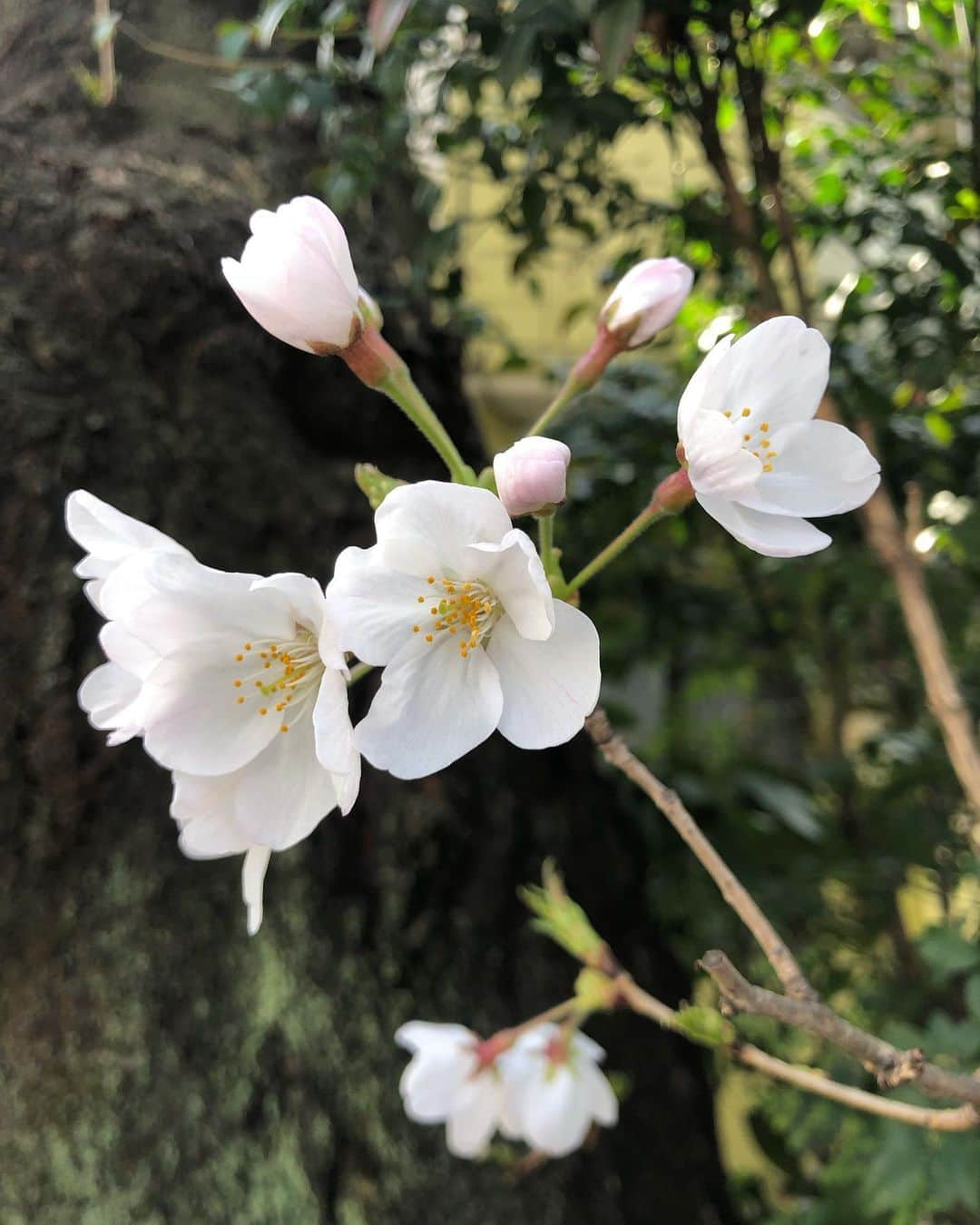 中北成美さんのインスタグラム写真 - (中北成美Instagram)「✿.*・✿.*・🌸  Sakura.」3月22日 20時22分 - nrm10260