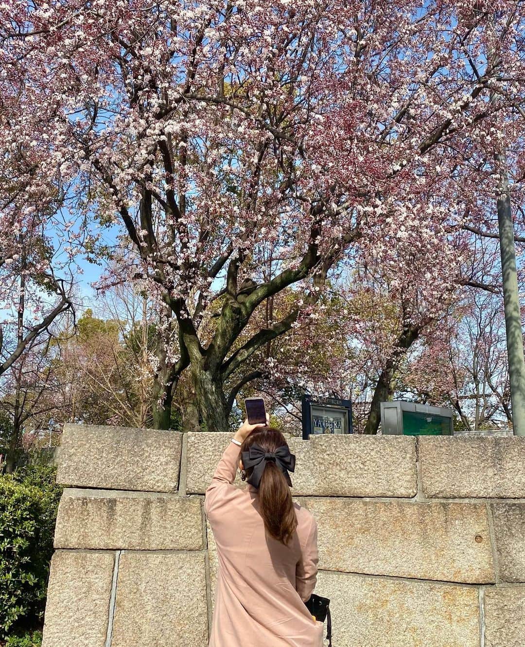 yuukachiさんのインスタグラム写真 - (yuukachiInstagram)「お花見日和の日🌸  妹達と、いとこ達と大阪城公園で お花見ピクニックしたよ〜！！  楽しかったぁ〜！ 桜はもうすぐやったかな〜🥱 この日は暖かかったけど 暖かくなったと思ったらまた寒くなったし 早く暖かくなってほしいなぁ〜🌸  スタバカスタムはいつも、 バニラフラペチーノに、チョコチップとチョコソース でオレオみたいになるから美味しくておすすめ🥱💕  #大阪城公園#ピクニック#お花見 #桜#大阪城#いとこ#mysis#sister #スタバ#スタバカスタム#Starbucks」3月22日 21時37分 - yuuka_stagram
