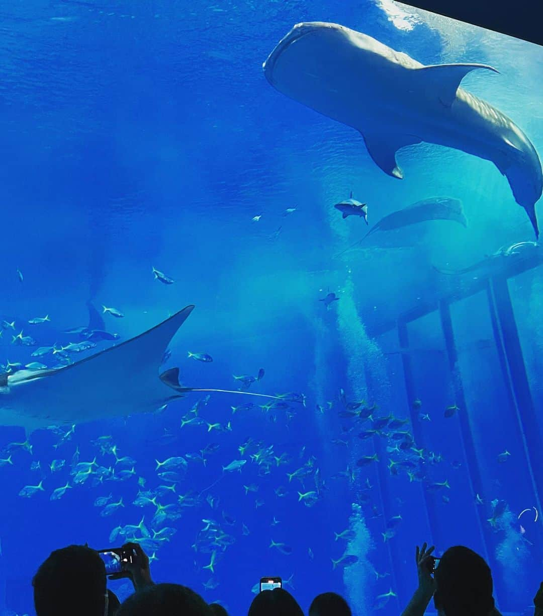 阪井あゆみさんのインスタグラム写真 - (阪井あゆみInstagram)「雨天決行、 海の仲間たちに会いに 美ら海水族館へ行ってきました〜。  1時間超の車移動も ずっと寝ていたおかげで 初めての水族館は寝ずに興味津々でした。 薄暗い雰囲気の中次々と目の前を通り過ぎる魚たち🐠🐡  まだまだ記憶がほぼない この無意識のころに覚えたことは生きる基盤になるであろう 今日もたくさん刺激を受けました。  最後はイルカショーも見て　 海の仲間たちにありがとうとバイバイをして 帰りもぐっすり。 いくつになっても楽しめる水族館 また行きたいな  #baby#boy#6か月#沖縄#美ら海水族館  #ジンベイザメ#男の子ママ#ウザテラスビーチクラブヴィラズ」3月22日 22時03分 - ayumisakai0121