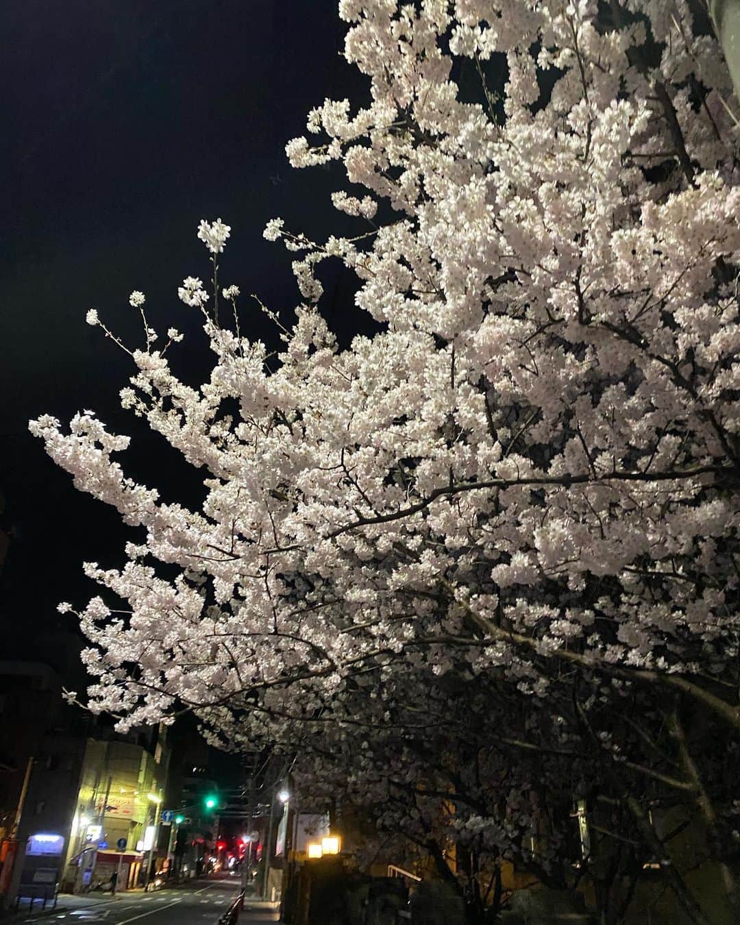 越野矢素子さんのインスタグラム写真 - (越野矢素子Instagram)「昨夜の夕食は久しぶりに外食✨ @zoronpamuromachi   帰り道に満開の桜を発見🌸🌸🌸」3月22日 22時35分 - loversyaso