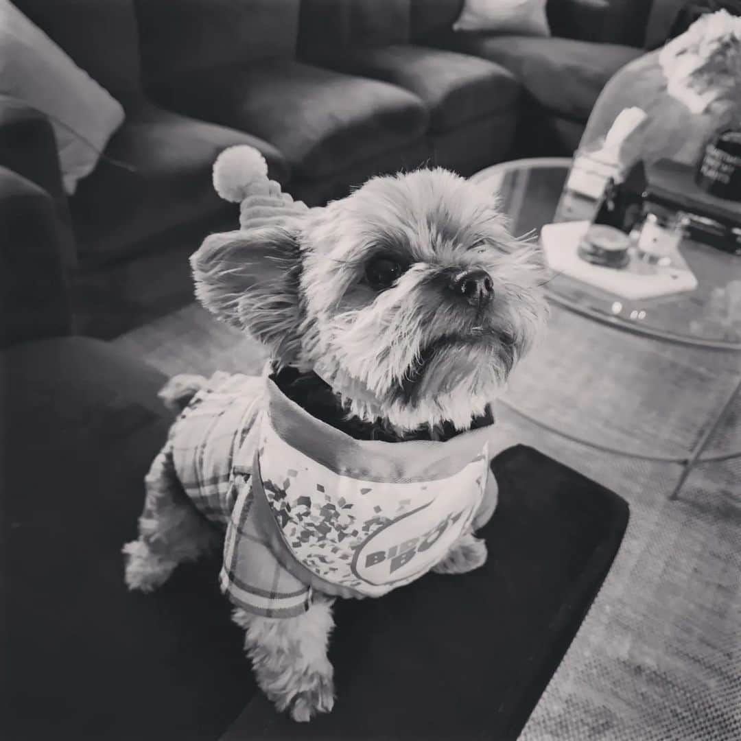 レクシー・ベルさんのインスタグラム写真 - (レクシー・ベルInstagram)「DOOM is 5 years old today.  So we had a pawty 🐾」3月23日 5時01分 - omgitslexi