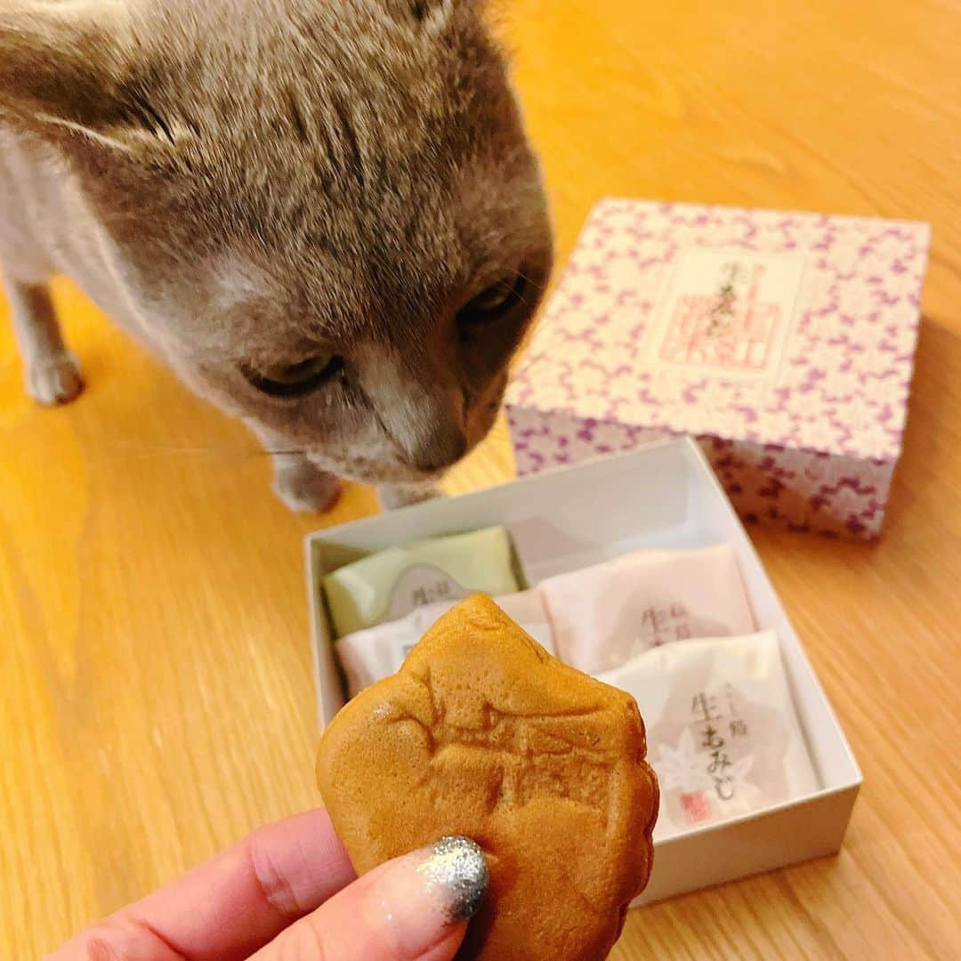 葉月里緒奈さんのインスタグラム写真 - (葉月里緒奈Instagram)「初めて食べた生もみじ。 モッチモチで美味しいわ〜。 #頂き物#ありがとうございます #生もみじ#にしき堂の生もみじ #レアくんチェック#ベアはお昼寝中#はみ出しねこ#ベッドが小さいわけではない #ねこ#ねこすたぐらむ #ねこのいる生活 #ロシアンブルー #ロシアンブルーの男の子 #ロシアンブルー女の子 #rionahazuki」3月23日 12時58分 - riona_hazuki