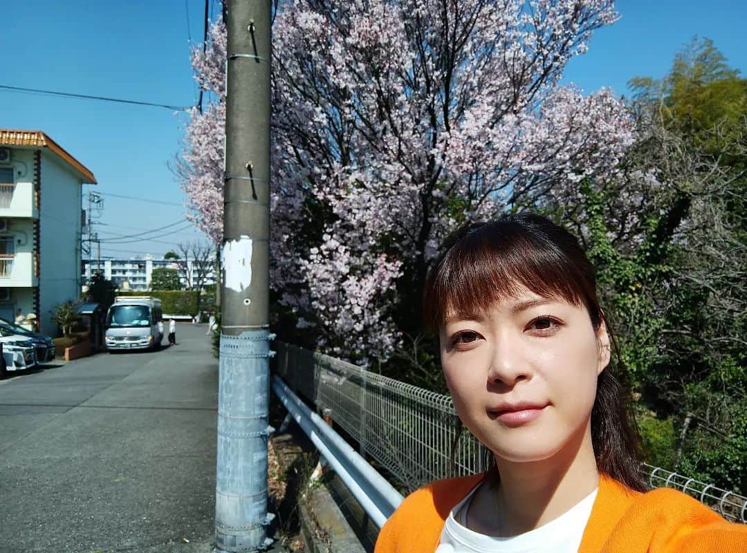 上野樹里さんのインスタグラム写真 - (上野樹里Instagram)「やっと晴れたー☀ でもまだ肌寒い。 🌸日当たりいい場所は、 桜がもう満開🏞️🌞✨ 次の撮休は、花見したいなぁ🍙👒 満開日和はいつ頃なのかなぁ？  #じぞ恋 #持続可能な恋ですか #桜」3月24日 12時31分 - _juri_art_