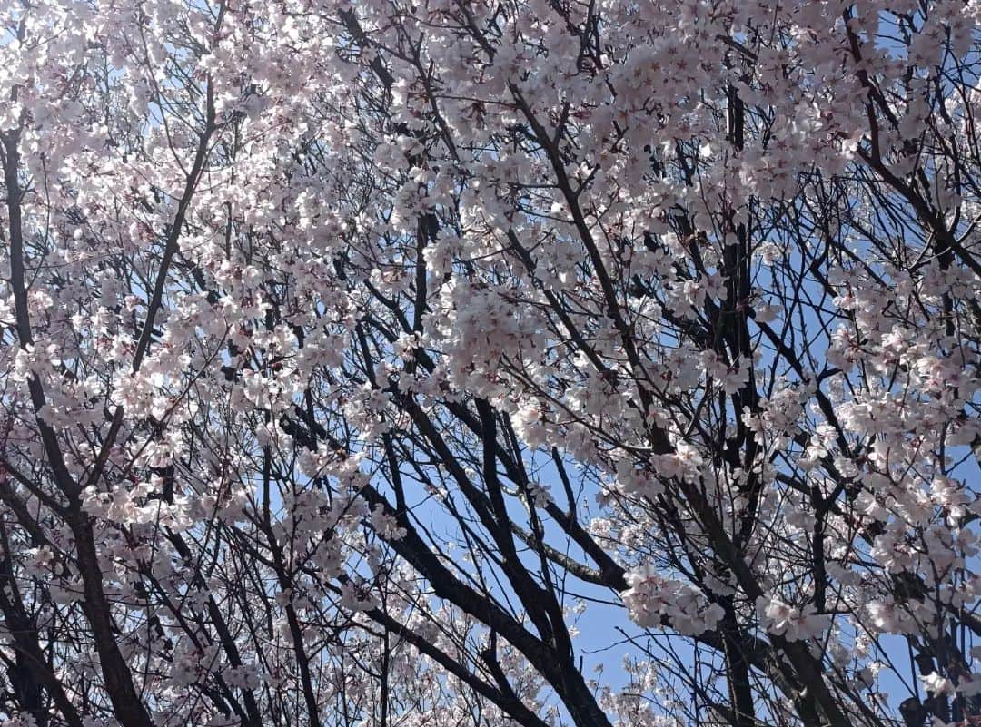 上野樹里さんのインスタグラム写真 - (上野樹里Instagram)「やっと晴れたー☀ でもまだ肌寒い。 🌸日当たりいい場所は、 桜がもう満開🏞️🌞✨ 次の撮休は、花見したいなぁ🍙👒 満開日和はいつ頃なのかなぁ？  #じぞ恋 #持続可能な恋ですか #桜」3月24日 12時31分 - _juri_art_