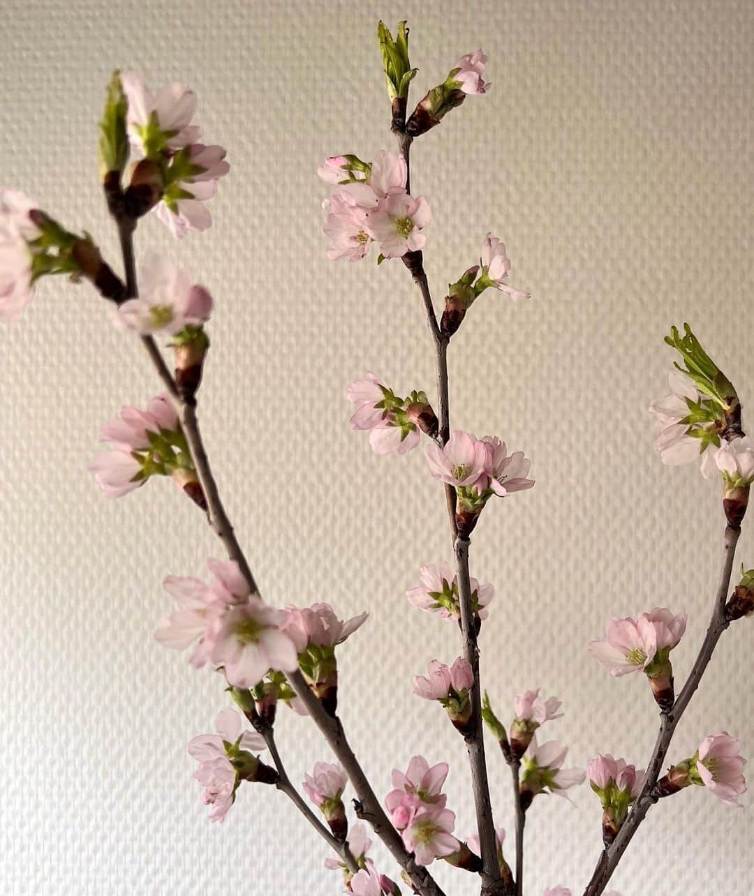 駒田奈美さんのインスタグラム写真 - (駒田奈美Instagram)「・ ・ ・ 『お花見ライブ配信』 ・ ・ 今夜24日21時〜FOLLOW MEで 「お花見ライブ配信」をします♪ ・ ・ 先日買ってきた桜の枝もだいぶ咲いてきたので 桜の花を愛でながら フォロワーの皆さまと楽しいひと時を 過ごしたいなぁ❤︎と思います ・ ・ 今年初のお花見🌸 ・ 来週には関東の桜も見頃を迎えそうですね♪ ・ ・ ・ #駒田奈美#モデル#アラフィフ#美魔女#お花見#桜#ライブ配信#followme #フォロワー#楽しい#楽しい時間」3月24日 14時48分 - nami.komada