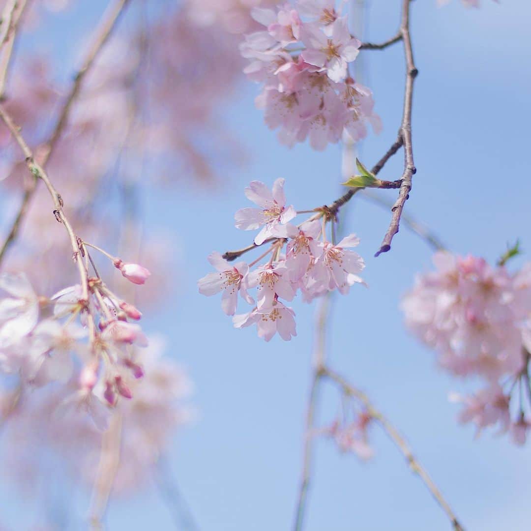 山田弥希寿さんのインスタグラム写真 - (山田弥希寿Instagram)「出会いと別れの季節ですね… 寂しい気持ちもありますが、前を向いていきましょう。」3月24日 16時25分 - mikitoshi_617