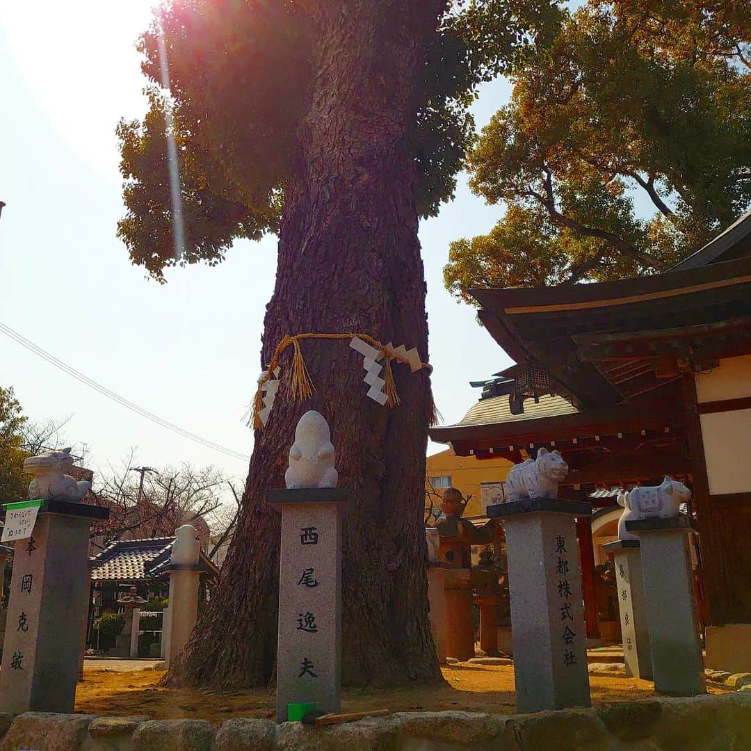 高井俊彦さんのインスタグラム写真 - (高井俊彦Instagram)「まだありました‼️ #大阪市神社フルコンプリートへの道  １２２社目⛩️✨  #大阪市鶴見区 にある #今津比枝神社 #いまづひえじんじゃ  滋賀県に本宮がある #日吉大社 の分社と云われている神社で #天照大御神 #大山咋神  #大国主命 が祀られている🙏  境内には #三社殿 （菅原道真、須佐之男、少彦名命） や #金丸稲荷神社  そして、秋祭りが有名な地車小屋もある手入れが行き届いている綺麗なところ🎶  神社の周りにはー。 楠、榎などのしっかりとした大阪市保存樹に指定されているご神木がいっぱいで、その木々が鶴見区で唯一の上空を飛ぶ飛行機の目印となっているんですって‼️‼️‼️  年季の入った狛犬達もバラティーにとんでいて阿吽の吽形の方がどれも中川家礼二さんの真似する西成のおっさんにしか見えへん🙆 鶴見区でディープな西成を感じることが出来ました✌ パワー⤴️⤴️⤴️  #神社 #神社好き #神社巡り #毎日どこかのパワースポットからshowroom配信 #写真好き #花好き」3月24日 16時47分 - takai_toshihiko