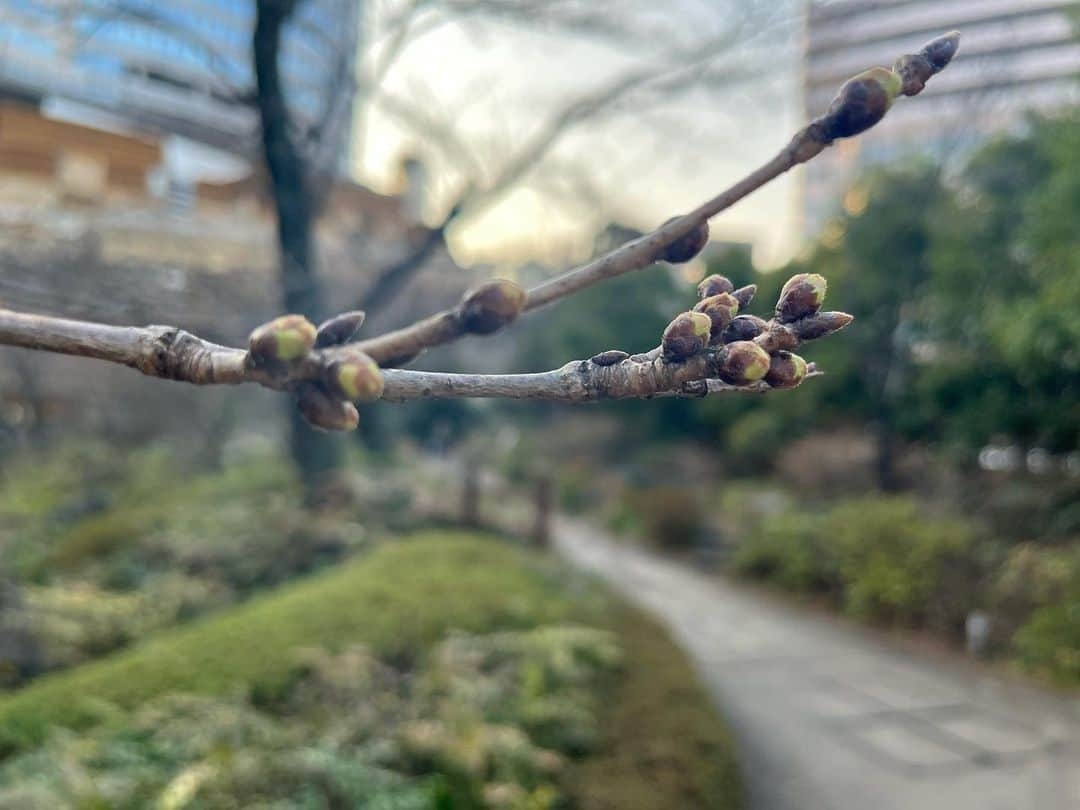 下村彩里さんのインスタグラム写真 - (下村彩里Instagram)「春🌸 今日の毛利庭園の#桜　です😊  何本かあるうち1本の #ソメイヨシノ は 日当たりが良かったのか... すでに#8分咲き　くらいになっていました🌸  3.4枚目は ちょうど2週間前の毛利庭園の景色。  一気に華やぎました〜💐❣️  #最後の #写真は #バレエ好きで #仲良くさせて頂いていた #ディレクターの方と📷 #春は #大好きな季節ですが、 #卒業 や #別れ の季節でもあります🥲  #下村彩里 #テレビ朝日#テレビ朝日アナウンサー#春#出会い#別れ#季節#さくら#青空に映える#ピンク色」3月24日 19時24分 - sairi.shimomura_ex