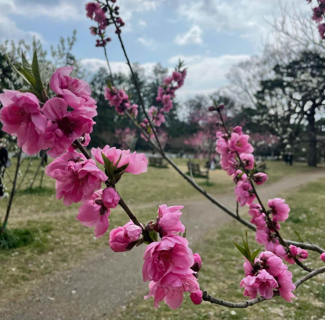 小林万希子さんのインスタグラム写真 - (小林万希子Instagram)「・ 今日のお仕事は京都から✨  仕事終わりに御所の中を通って(いつものコースで) 駅まで👍  さすがに気温が低いのでまだまだでしたが 春を感じるピンクを愛でるためにたくさんの方がお散歩してました🌸😊 　 時間に追われてバタバタする日常も こうやってお花を見てるとゆっくりと時間が流れるような感覚になりますよね〜😌不思議🌸  で、御所を通り抜けたら……  現実に戻って早速駅まで走っていきましたけども🏃‍♂️💨笑  桜が満開になる頃に ちょうど京都の仕事が入るといいなぁ🥰🌸  #京都 #京都御所  #京都御所の桜  #まだまだ  #ピンク  #囲まれたい 💓 #散歩  #散歩道  #散歩道の花  #春  #春カラー  #満開  #満開の桜  #待ち遠しい 🥰」3月24日 21時45分 - macky1218