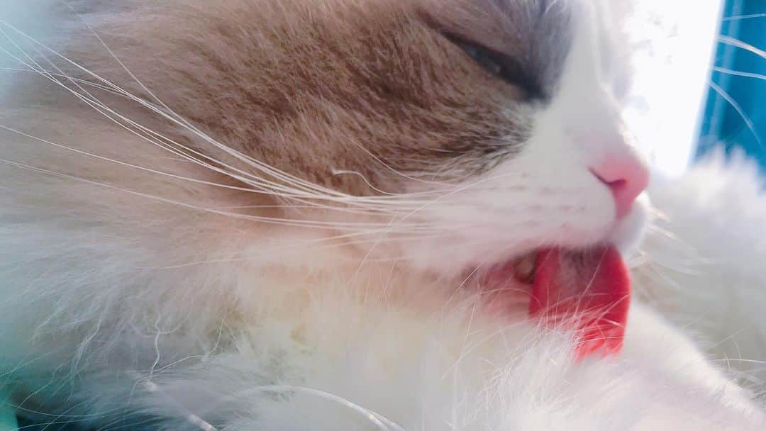 木村昴さんのインスタグラム写真 - (木村昴Instagram)「#動物スクープ100連発 ご覧くださりありがとうございました！！うちのネコのことも紹介させていただきました🐈ハチっていいますよろしくお願いします！」3月24日 22時26分 - kimura_subaru