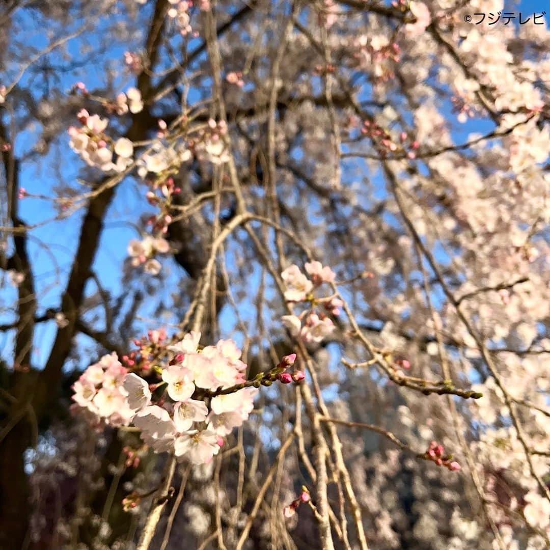 フジテレビ「めざましテレビ」さんのインスタグラム写真 - (フジテレビ「めざましテレビ」Instagram)「今日は上野公園からお天気お伝えしたんで😊 上野の桜は満開に近いくらい咲いちょん木もあったけど、全体的には満開までもう少しかかりそうやったわ！✨ 週末の暖かさで先進みそうやな🌸  #阿部華也子  #めざましテレビ  #桜」3月25日 9時38分 - mezamashi.tv