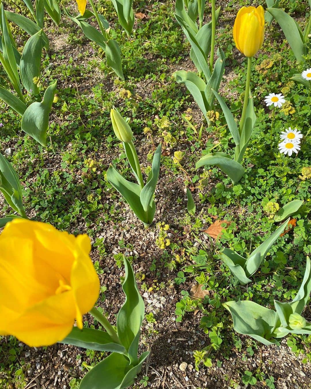 黒田りささんのインスタグラム写真 - (黒田りさInstagram)「🌷 だいすきな季節がきた！ 春の空気、香り、色、温度、ぜんぶが愛おしい🌸 ---- 環境も、成長のスピードも、形も色づき方もそれぞれ、 その場所で一生懸命咲けば必ずだれかを喜ばせられるはず🐝🌼 わたしは、そう信じています✌️ 世界中が愛と笑顔に溢れますように🌏🌹  #大濠公園#チューリップ#春のお花#青空#おさんぽ#くろりさんぽ#与えられた場所で美しく咲く#母からもらった大切な言葉#🌷」3月25日 11時54分 - kurorisa_14
