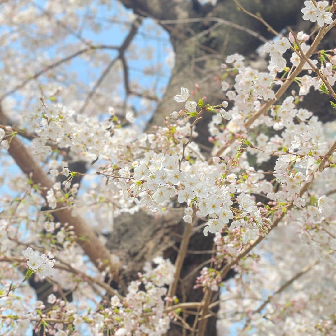 吉田美紀さんのインスタグラム写真 - (吉田美紀Instagram)「・ ・ 近所の桜🌸 いつの間にやら･:*+. ・ #sakura #桜」3月25日 12時46分 - miki__yoshida