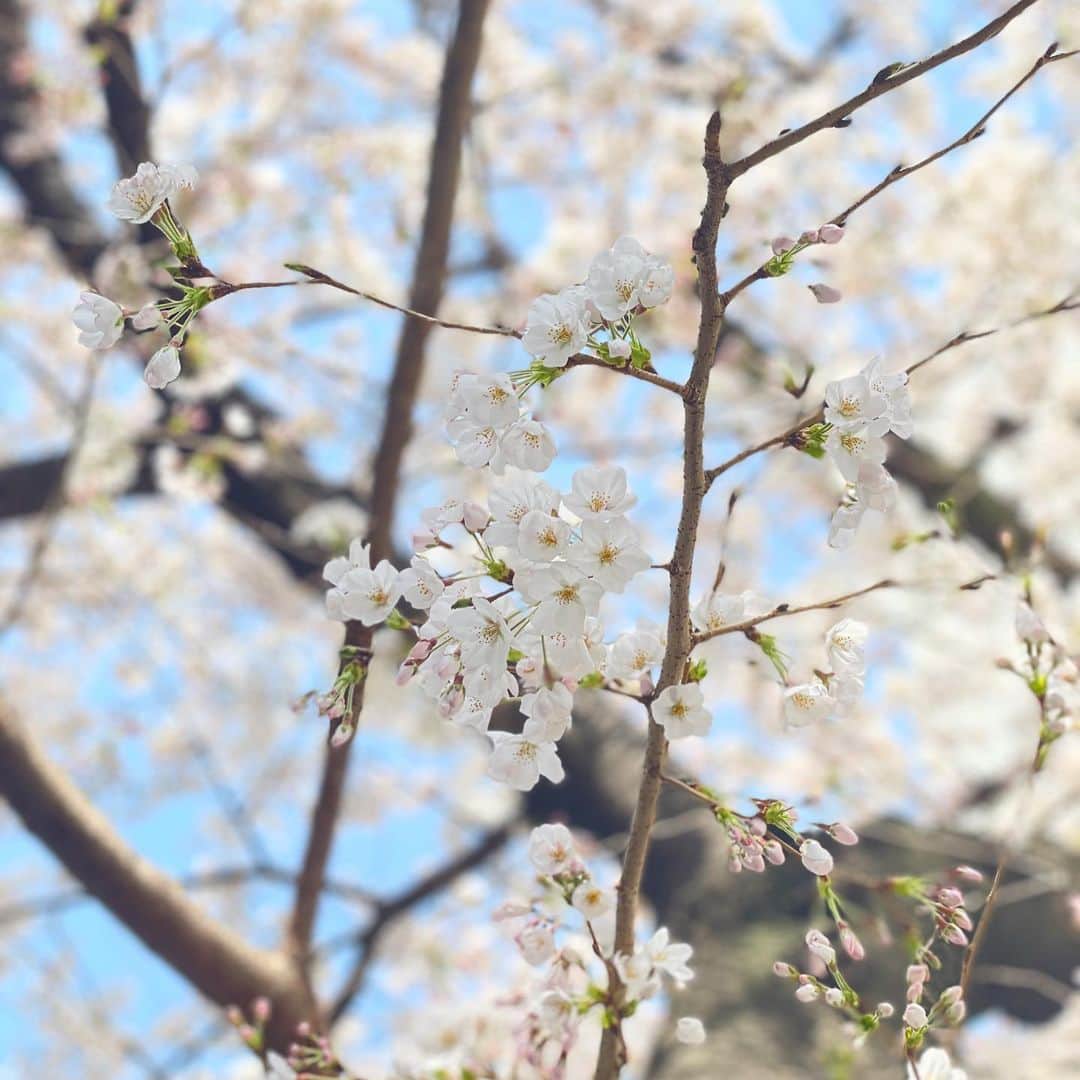 吉田美紀さんのインスタグラム写真 - (吉田美紀Instagram)「・ ・ 近所の桜🌸 いつの間にやら･:*+. ・ #sakura #桜」3月25日 12時46分 - miki__yoshida