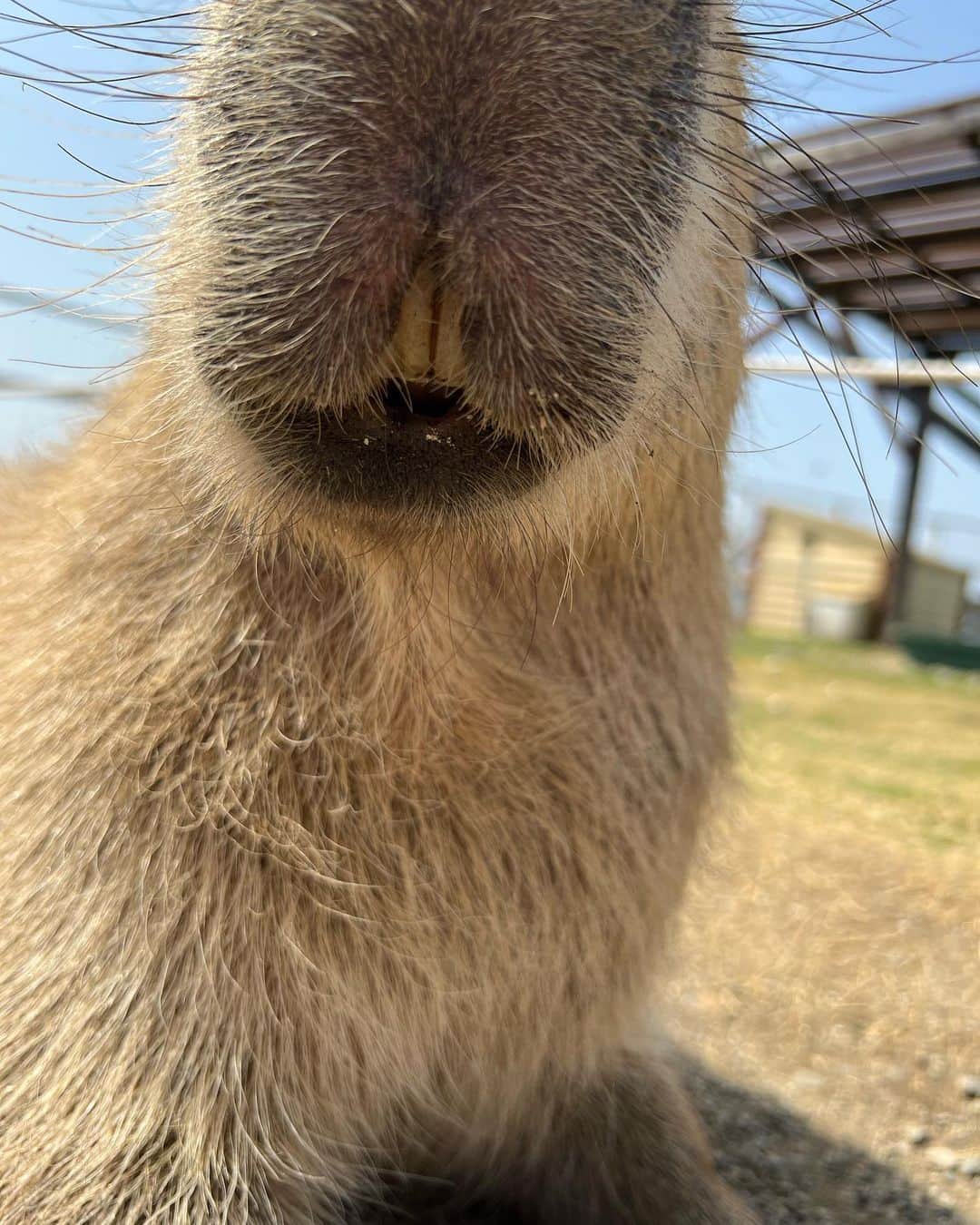 伊藤英明さんのインスタグラム写真 - (伊藤英明Instagram)「カピバラを見に来ました。カピパラだと思ってた。カピバラの歯がすき🦷 #capybara」3月25日 12時55分 - thehideakiito