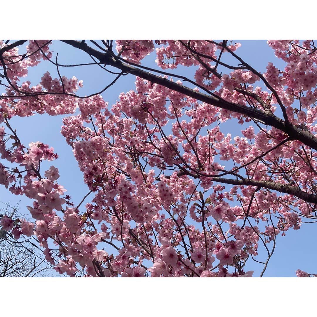 石橋静河さんのインスタグラム写真 - (石橋静河Instagram)3月25日 17時25分 - shizuka_isbs