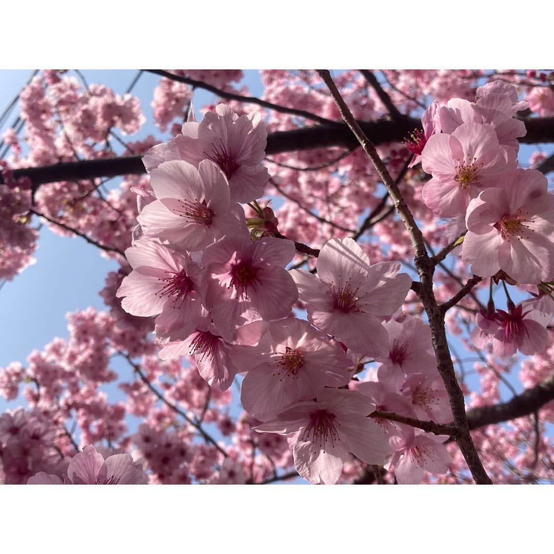石橋静河さんのインスタグラム写真 - (石橋静河Instagram)3月25日 17時25分 - shizuka_isbs