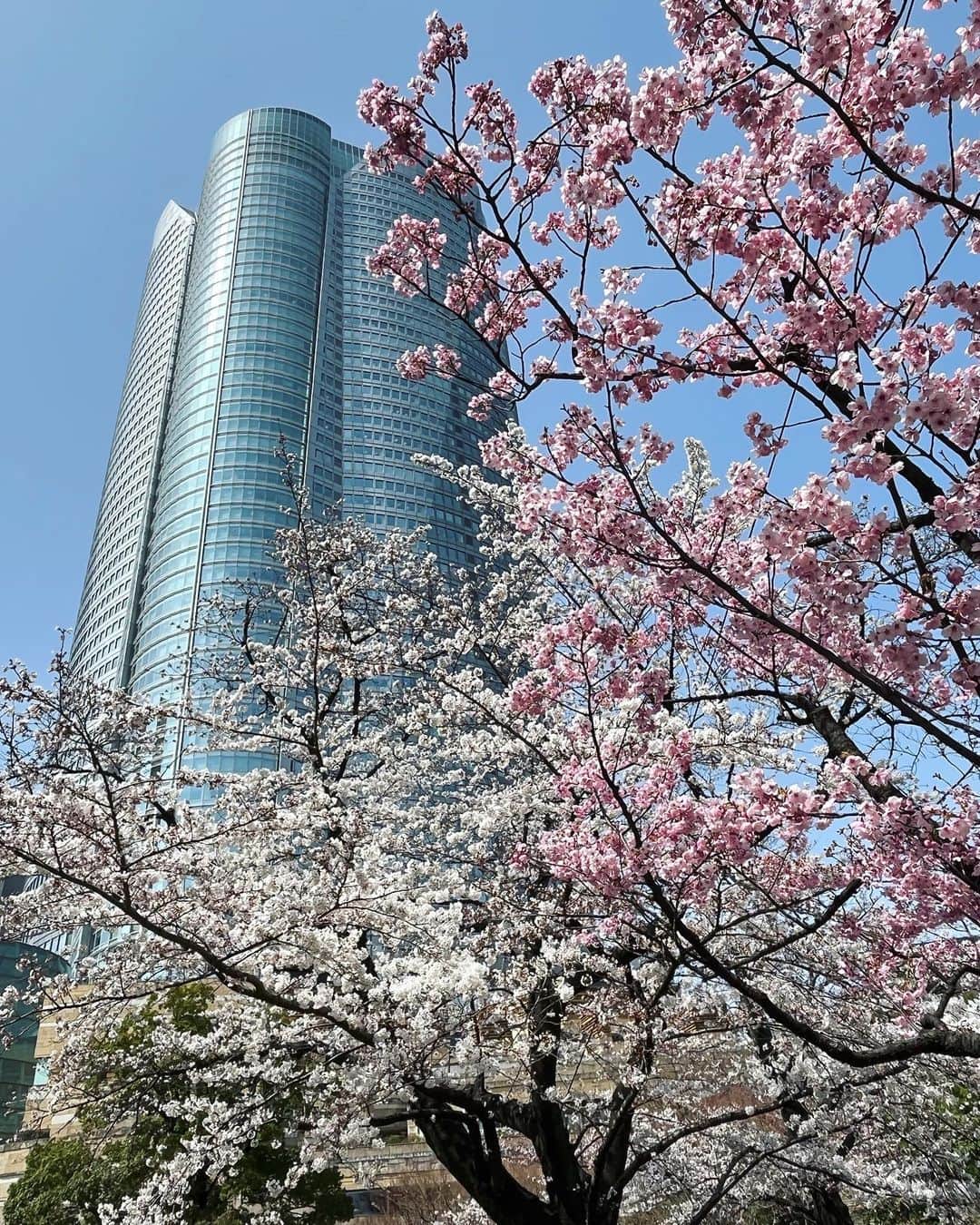 今村涼子さんのインスタグラム写真 - (今村涼子Instagram)「#毛利庭園の桜 今年はソメイヨシノと陽光がほぼ同時に 咲いてる。週末にも満開かな。 #2022桜#満開間近」3月25日 21時03分 - ryoko.imamu