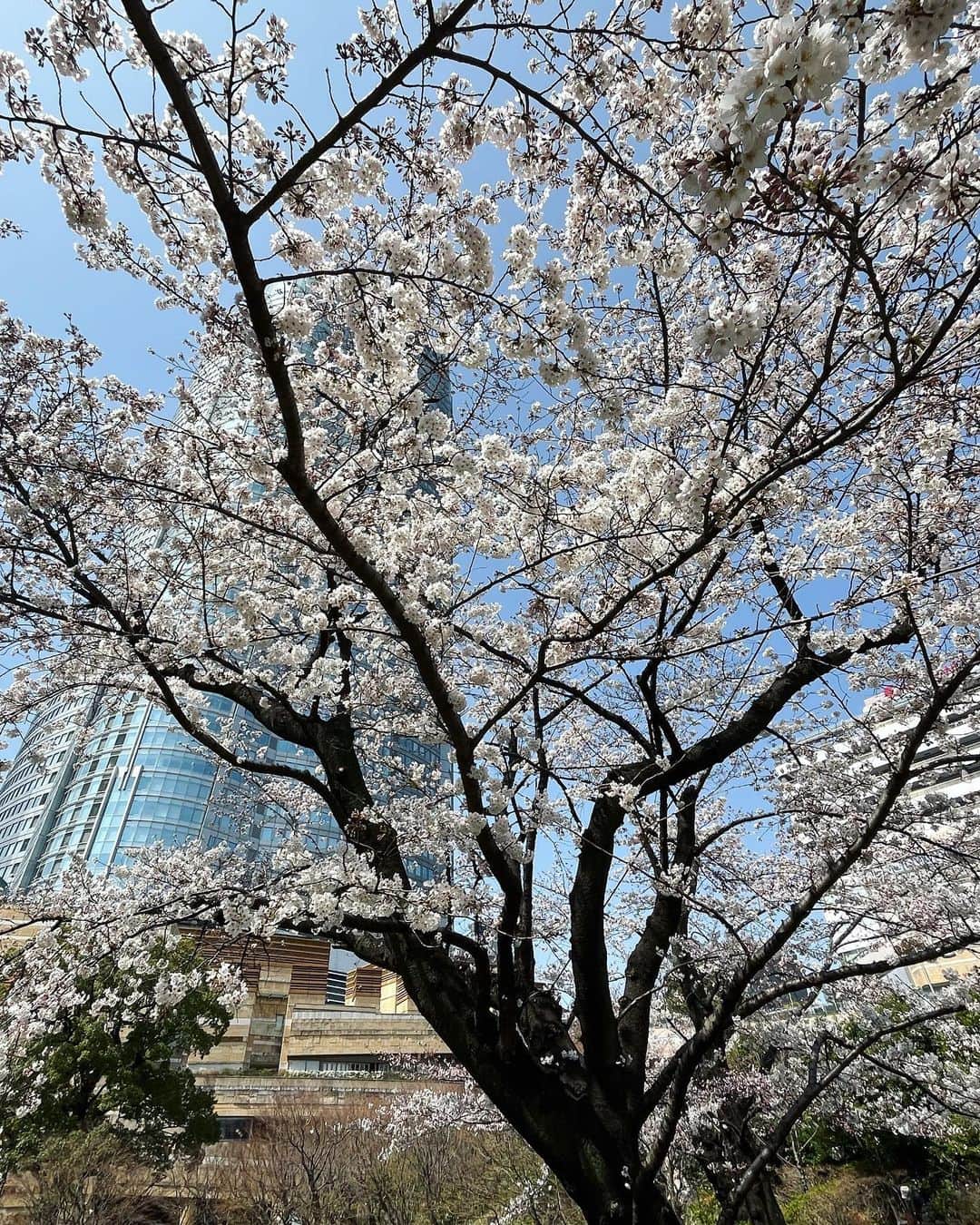 今村涼子さんのインスタグラム写真 - (今村涼子Instagram)「#毛利庭園の桜 今年はソメイヨシノと陽光がほぼ同時に 咲いてる。週末にも満開かな。 #2022桜#満開間近」3月25日 21時03分 - ryoko.imamu