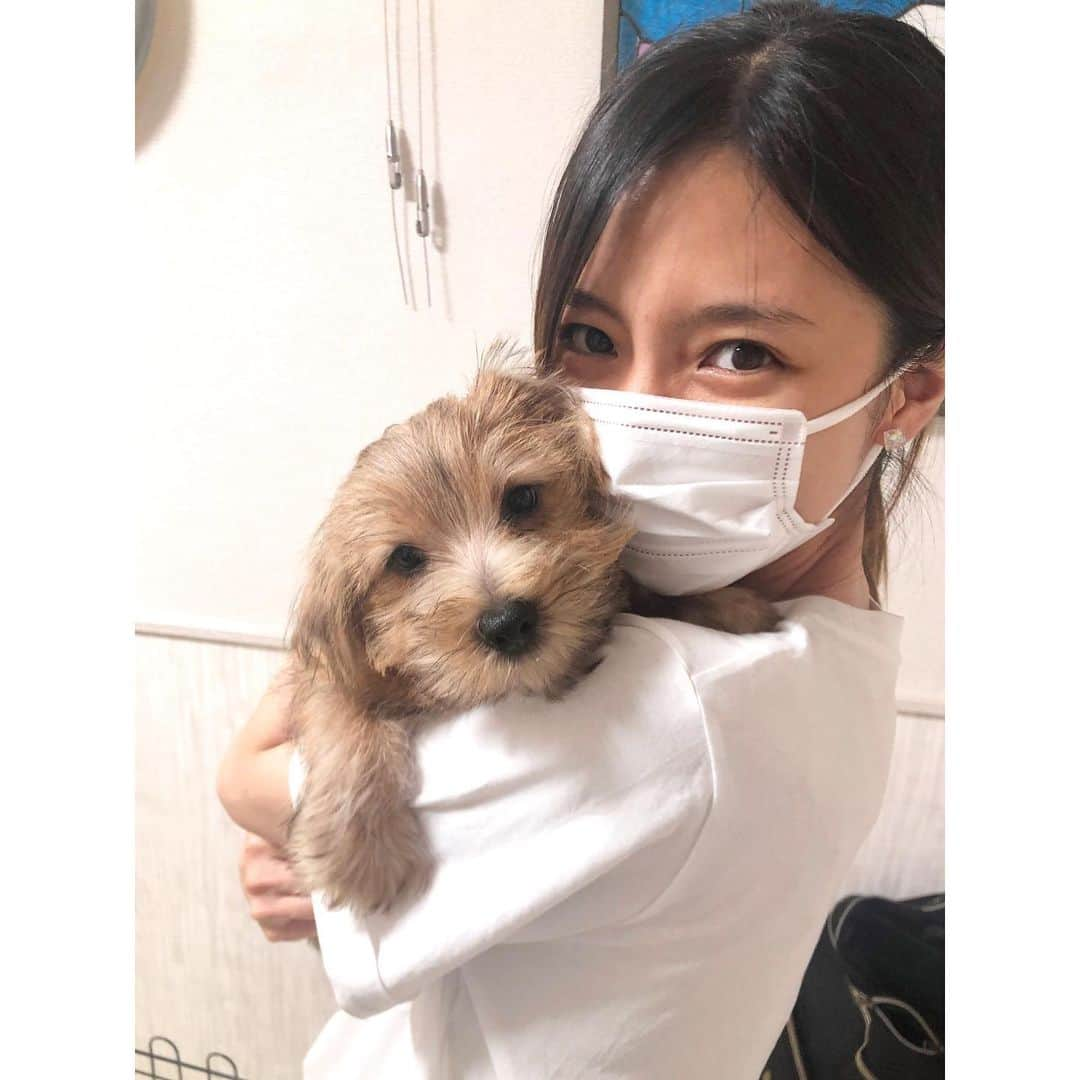 真野恵里菜さんのインスタグラム写真 - (真野恵里菜Instagram)「Happy Birthday🐶✨ . . 昨年の6月！ 弟わんこと初めて会った時の写真🐶 この日初めて弟わんこを含む3兄弟の子犬と対面！ 我が家の兄わんことの相性を見させてもらったり 実際に抱っこさせてもらったりしました！ 悩みに悩み抜いて・・・末っ子を迎えることに🐶 決め手は、兄わんことのほどよい距離感と (数週間後には本領発揮しだして兄わんこを追いかけまわし兄わんこに怒られるのが日常になる😂) 夫も男3兄弟の末っ子だから親近感が強く沸いたところ🥳 . . こんなに小さかったのに あっという間に子犬期が終わり いつの間にか兄わんこより大きくなり ついに1歳になりました🎉✨ 2枚目以降は たまたま同じような表情の写真があったので並べてみた😊 大きくなったなぁ〜としみじみ🥲💕 今ではすっかり我が家で1番の暴れん坊😂😂 これからも元気に過ごせますように！😊 #犬のいる暮らし」3月25日 21時45分 - erinamano_official