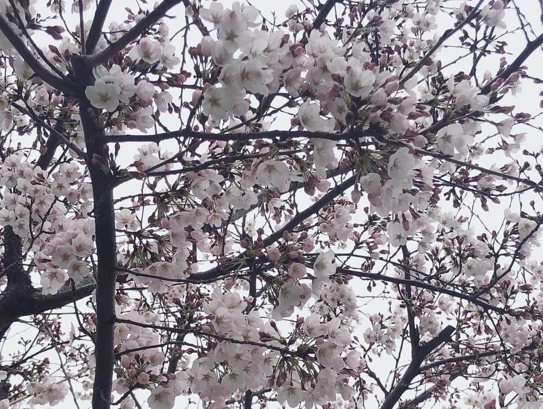 内田恭子さんのインスタグラム写真 - (内田恭子Instagram)「おはようございます。近所の桜が美しくて、なかなか足が前に進みません。みなさま、よい週末をお過ごしくださいね！  The season of cherry blossom is here!   #桜 #桜と富士山はみんな好き　#土曜日の朝 #cherryblossom #saturdaymorning #内田恭子 #kyokouchida」3月26日 9時07分 - kyoko.uchida.official
