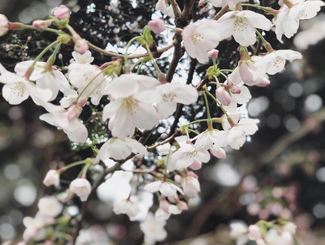内田恭子さんのインスタグラム写真 - (内田恭子Instagram)「おはようございます。近所の桜が美しくて、なかなか足が前に進みません。みなさま、よい週末をお過ごしくださいね！  The season of cherry blossom is here!   #桜 #桜と富士山はみんな好き　#土曜日の朝 #cherryblossom #saturdaymorning #内田恭子 #kyokouchida」3月26日 9時07分 - kyoko.uchida.official