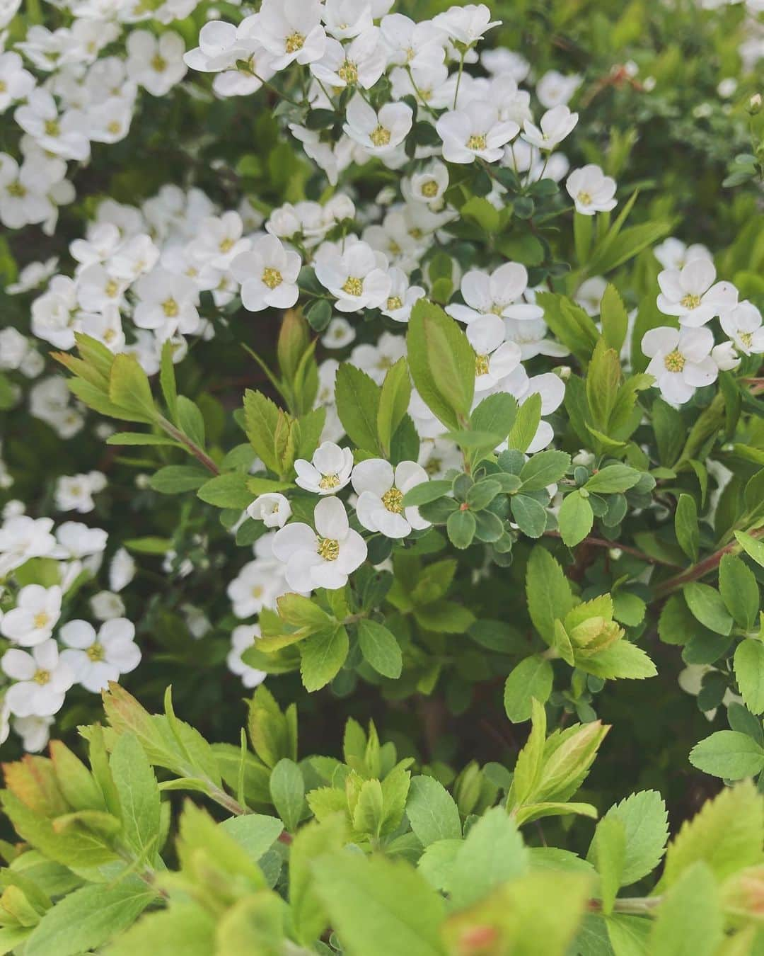 藤木由貴さんのインスタグラム写真 - (藤木由貴Instagram)「gm.☁️🌿」3月26日 10時14分 - yuki.grm