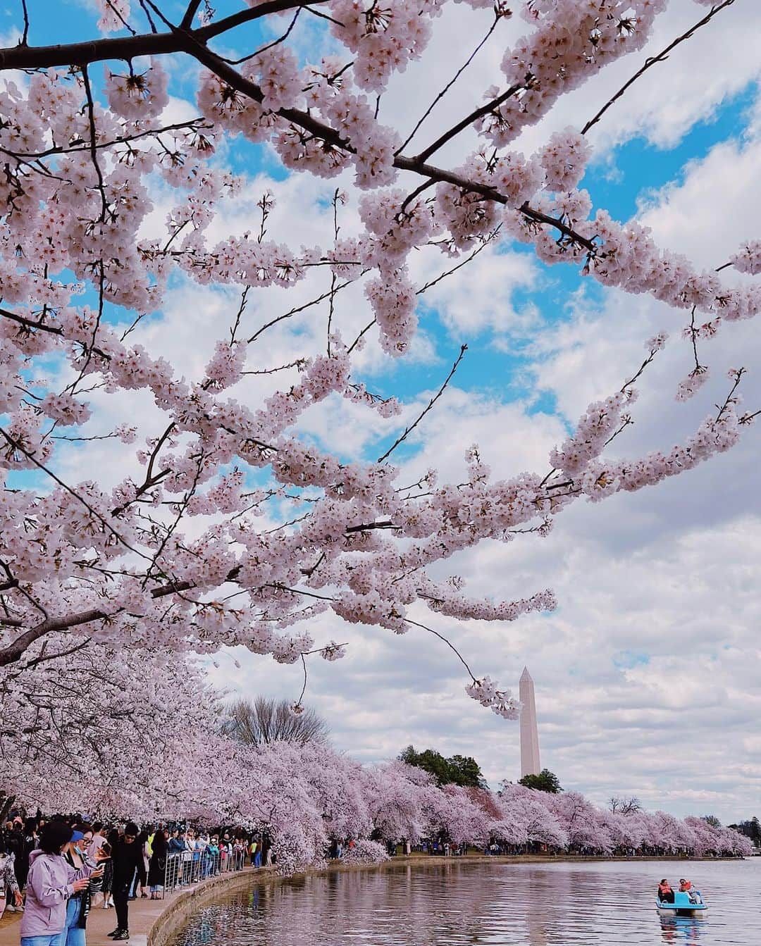 渡辺直美さんのインスタグラム写真 - (渡辺直美Instagram)「初ワシントンD.C.🫶 全米桜祭りに行きました🌸 綺麗な満開大先生でした🥺🌸  友好の証に、日本からワシントンD.C.へ桜が寄贈されてから、今年で110年目らしいです🥰🌸 すっごい迫力の桜にちょっとウル🥲  でもぶっちゃけ、桜さんとの自撮りとてもむずいw どうしてもアングルが下からになるし、猫っ毛が顔にかかるから、なんか泣いたw  そして1番泣いたのは、一緒に行った友達の お喋りモンスター、スーシーが ワシントンD.C.行くまでの移動時間もずっと喋ってたこと😂 私が音楽聞くね☺️ってイヤフォンしても喋ってた😂聞いてほしいわけではないのかな？wまじで意味がわからない😂  スーシーが喋るたびに、 さくらが早く散ってるような気がした😂😂 どれくらいお喋りかは、ストーリーアーカイブをご覧ください😅  私の友達は昔、マシンガントークに耐えられなくて、スーシーの口を直接手で押さえたらしいよ😂それでも喋ってたらしい😂  でも、そんなスーシーが大好きなんだ😍🌸 一緒に桜見れて嬉しいよ🥹  美味しいカニ食べてたら時間がなくなっちゃって、行きたい博物館が全部閉まっちゃった…🫠次は泊まりがけで、全ての博物館制覇します☺️  まじ、D.C.最高😍😍  もちろん、最後の写真はTinder行きだよ😊クソ盛れたからね😊一枚目にしよ😊  みんなは何枚めが好き？w (毎回聞くのなに？w)  It was my first time in Washington D.C. I went to the Sakura Matsuri🌸 It was beautiful and in absolute full bloom🥺🌸  I heard that it’s been 110 years this year since Japan donated the cherry blossom trees to D.C. as a sign of friendship🥰🌸 Teared up a bit, seeing the impressive cherry blossoms🥲  It’s so hard taking selfies with them though – you have to shoot from the bottom up and because I have really soft hair, it gets in my face. It was so difficult – I think I cried a little lol  And I cried the most because my friend that I went with, Sushi, is such a chatter machine and he talked his ass off the whole time while traveling to D.C.😂 I told him I was going to listen to some music and wore earphones but he still talked 😂 He doesn’t even need me to listen lol I don’t get it😂  Every time Sushi talked, it felt like the cherry blossom petals were quickly falling off 😂😂 My friend told me that she couldn’t deal with his talkativeness anymore so she just went in and put her hand over his mouth to physically shut him up😂He still continued to talk, obviously😂  I still love Sushi though😍🌸 I was still happy to be able to see the cherry blossoms together🥹  We took too long devouring the delicious crabs and we couldn’t make it to the museum we wanted to go to… I’m going to stay the night next time and go to all the museums that I wanted to go to ☺️ D.C. was amazing foreal😍😍  Of course, the last photo will be used as my Tinder profile😊I look good right😊It’s going to be my first pic on my profile😊 Which photo do y’all like the best? Lol」3月26日 12時30分 - watanabenaomi703