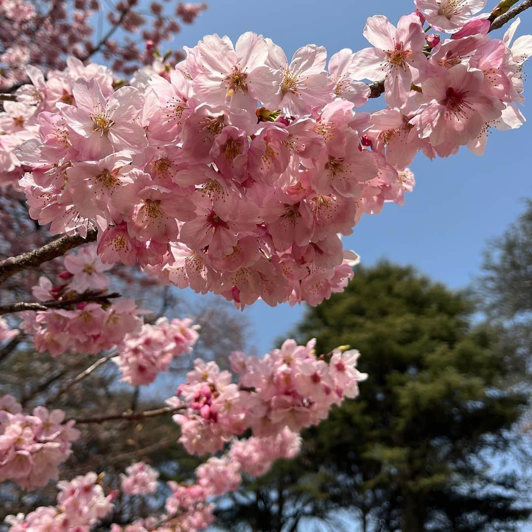 森井ユカさんのインスタグラム写真 - (森井ユカInstagram)「春ですね、桜があちこちで咲き始めました〜！😆東急百貨店さんによる、東日本大震災チャリティグッズをデザインさせていただきました。内容はA5クリアファイル・一筆箋・抗菌マルチケース）の便利な3点セットで300円です。寄付先である、津波のラインに桜の木を植えるプロジェクト『桜ライン311」』の活動をイメージし、どなたにでも使っていただけるデザインにしました😉また、何本の植樹が達成したかもわかるようにしています。  I designed charity goods for the East Japan Earthquake.  現在全国の東急百貨店さんの各店舗で発売中です！（なくなり次第終了です）よろしくおねがいします。  販売店舗はこちらです↓ 東急百貨店 渋谷・本店／吉祥寺店／たまプラーザ店／さっぽろ店 渋谷ヒカリエ ShinQs／KAZURA（カズラ） 東急プラザ渋谷店／ 日吉東急アベニュー／渋谷 東急フードショー／ 二子玉川 東急フードショー／青葉台 東急フードショー  #桜ライン311 #桜 #桜グッズ #東日本大震災 #東日本大震災復興支援」3月26日 13時02分 - yukamorii
