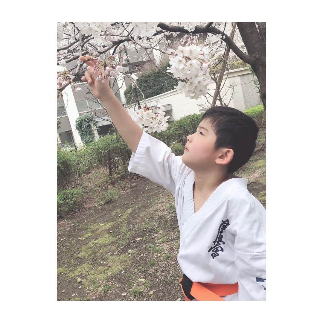 花清まゆこさんのインスタグラム写真 - (花清まゆこInstagram)「「ママと桜🌸の写真撮ってー😊」  と、次男くんにお願いしたら、  撮り終わったあと、  「ぼくも撮ってー📷」  って、、、。  えーっ！！！  空手着だし、  全然映えないんですけどー😂😂😂  不思議な和のコラボになりました（笑）  #桜　#さくら　#🌸　#sakura #cherryblossom #我が家の日常　#男の子ママ #アラフォーママ #兄弟ママ  #2歳差兄弟 #空手　#空手キッズ #映えない　#gu @gu_for_all_」3月26日 16時35分 - mayuusa610