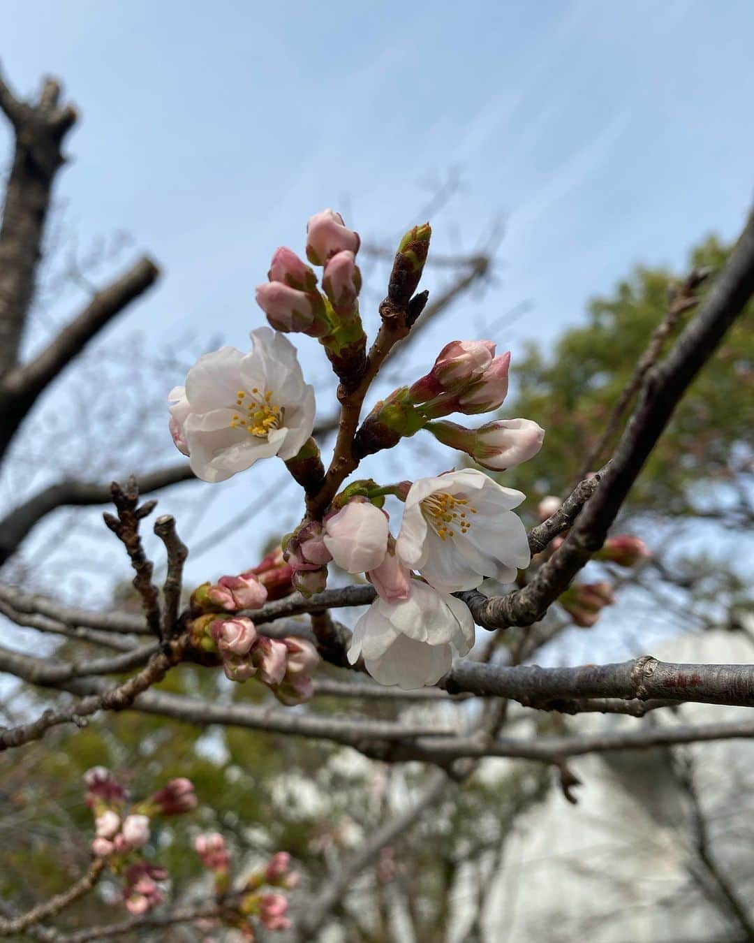 広島ホームテレビ「HOME NEXT neo」さんのインスタグラム写真 - (広島ホームテレビ「HOME NEXT neo」Instagram)「こんばんは😊 坪山です。  ひろしまリードの女性アナウンサーリレーコラムを担当しました🌷  テーマは🌸春を感じる🌸です！  ホームテレビにも春が！ 側を流れる川沿いの桜は1〜2分咲きです☺️  そして我が家の食卓にも春が...❣️ ひろしまリードで検索して、  よろしければぜひご覧ください🙏  #5up  #ひろしまリード #アナウンサー #ホームテレビ #広島グルメ  #広島ママ  #お花見スポット  #坪山奏子」3月26日 20時07分 - home.announcers