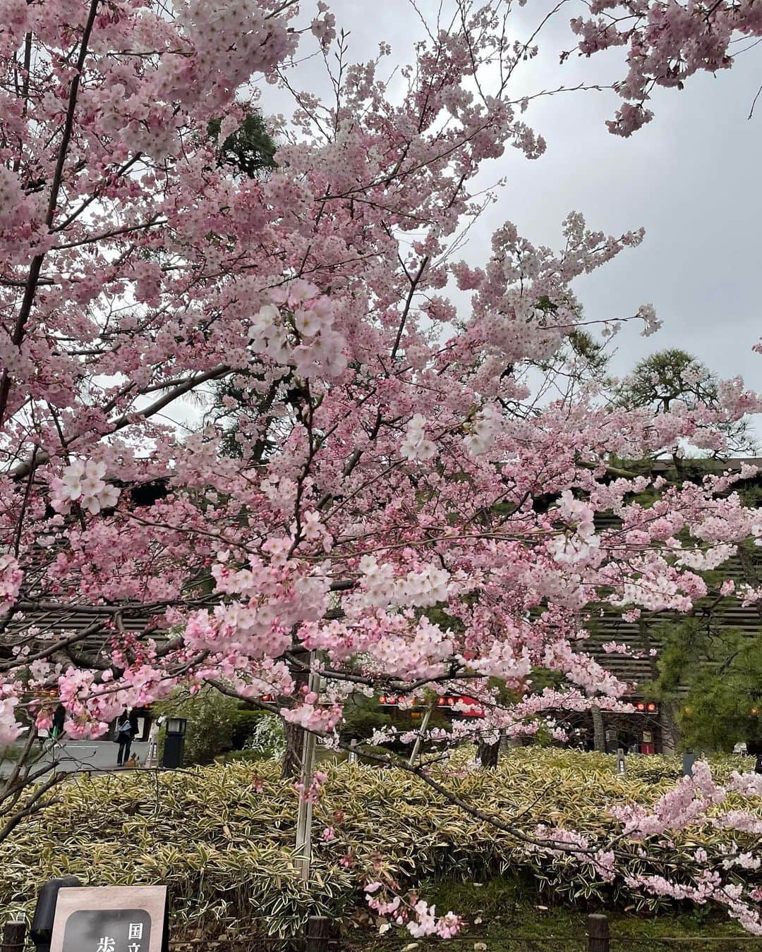 尾上菊之助さんのインスタグラム写真 - (尾上菊之助Instagram)「. 毎年三月は国立劇場の桜を楽しみに過ごしています。 写真は今日の桜です。 ⁡ #桜　#国立劇場」3月26日 20時50分 - onoekikunosuke
