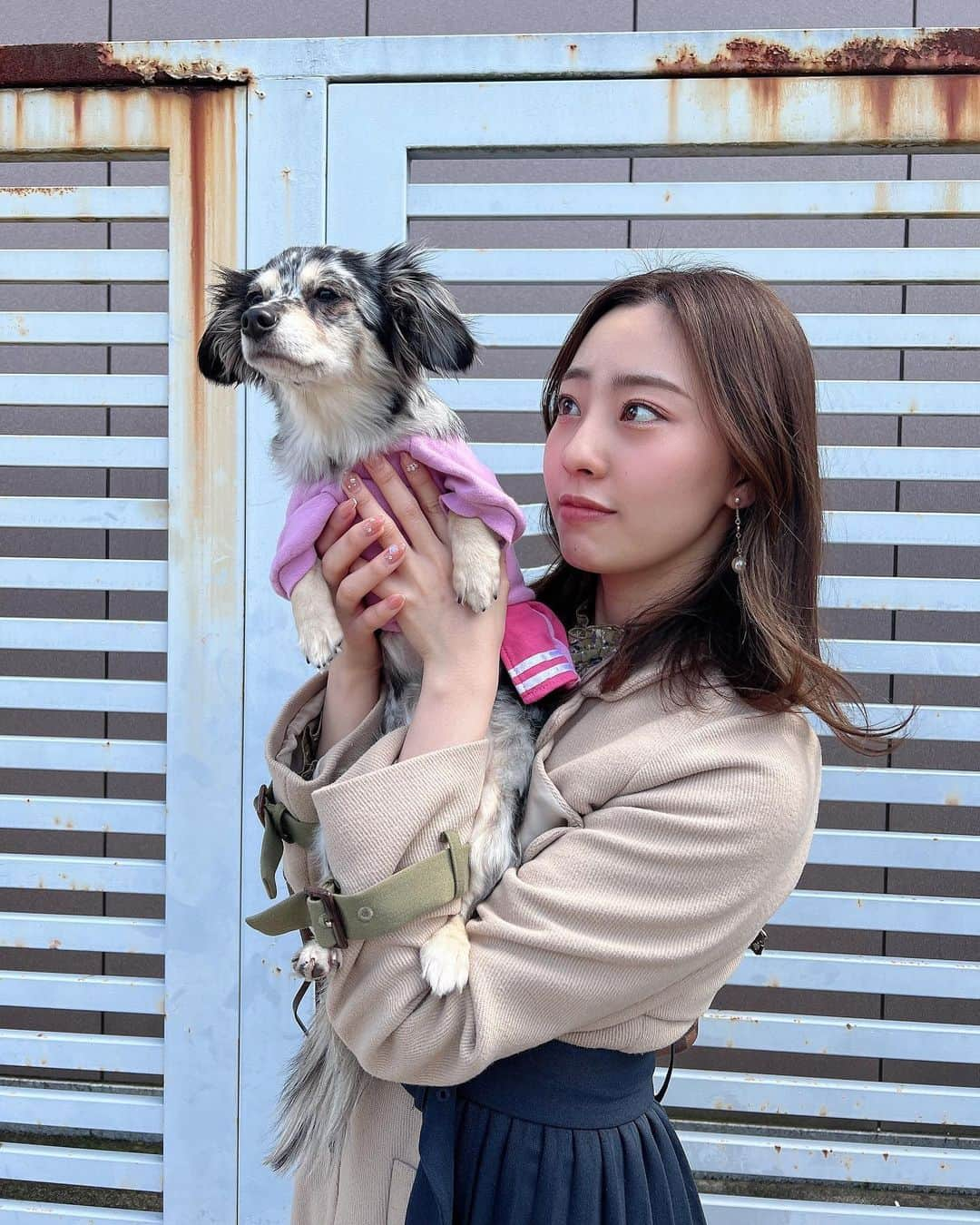 藤江れいなさんのインスタグラム写真 - (藤江れいなInstagram)「♡ アネラさん…？🥲！！！ 🐶▶︎ @ane.love0328   #チワックス #シルバーダップル #犬のいる暮らし #犬のいる生活」3月26日 20時55分 - 01nyan0201