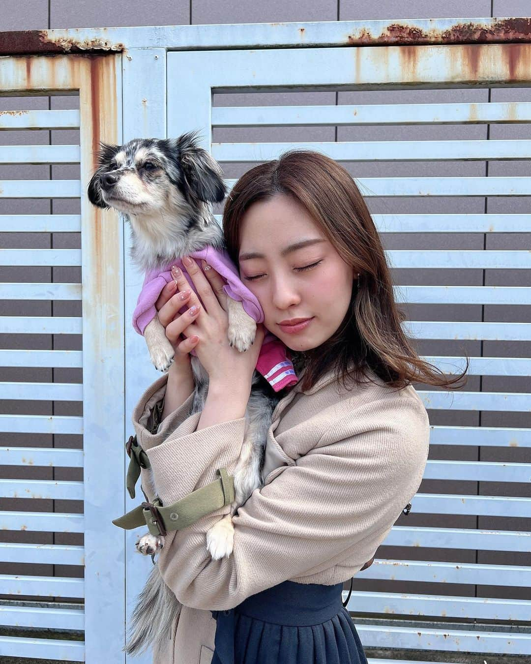 藤江れいなさんのインスタグラム写真 - (藤江れいなInstagram)「♡ アネラさん…？🥲！！！ 🐶▶︎ @ane.love0328   #チワックス #シルバーダップル #犬のいる暮らし #犬のいる生活」3月26日 20時55分 - 01nyan0201