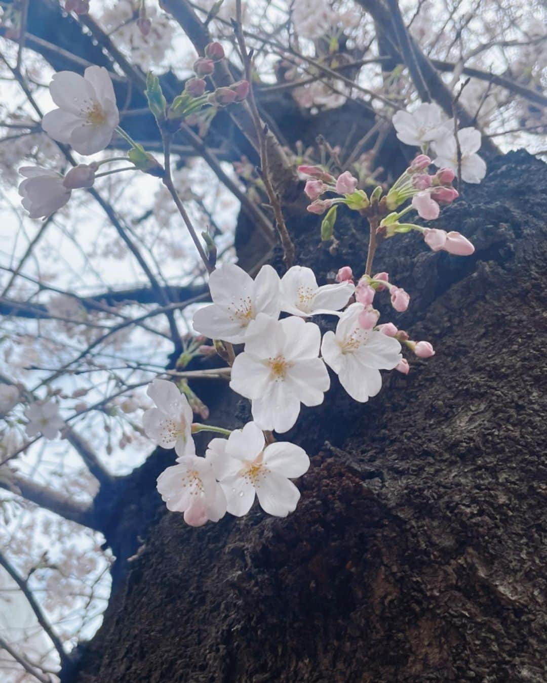 安めぐみさんのインスタグラム写真 - (安めぐみInstagram)「今日もお疲れ様でした☺️  習い事帰りに見た桜がとても綺麗でした🌸  #桜 #ぱちり #今日もお疲れ様でした😊」3月26日 22時45分 - yasu_megumi_official