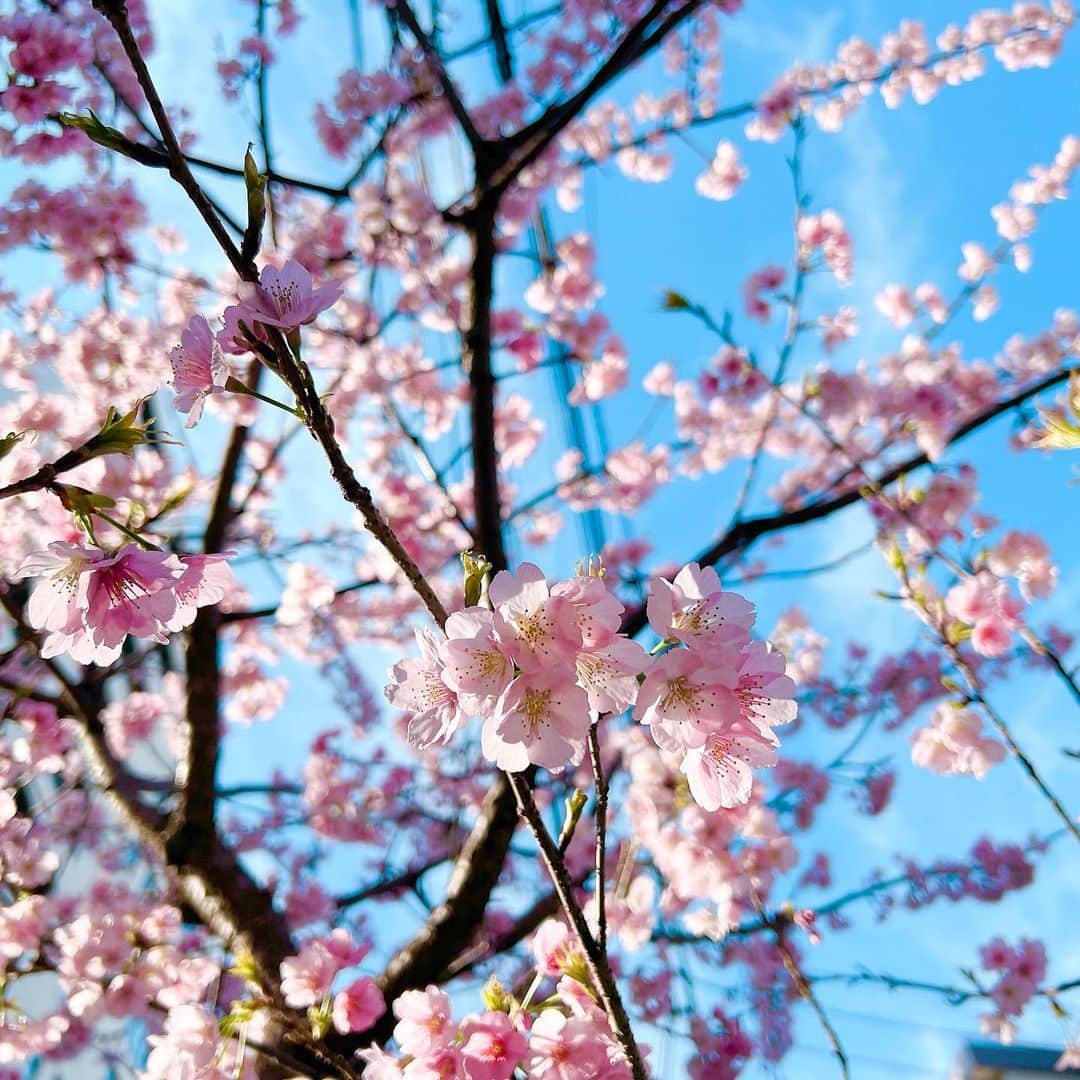あいりさんのインスタグラム写真 - (あいりInstagram)「🌸🌸🌸  花粉でボロボロだけど やっぱり春っていいなって思う✨  サクラを見てるだけで温かい気持ちになるね☺️  ぽぽ👶🏻にも 初サクラを見せてあげられて良かった… ・ ・ ・ #桜 #サクラ」3月27日 11時47分 - airi_happy