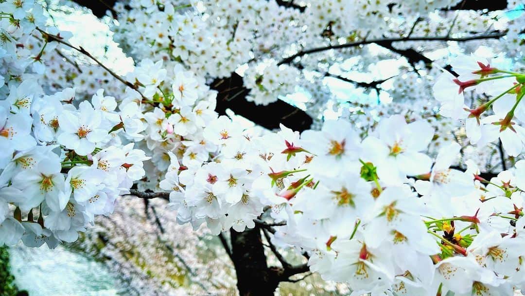 小西遼生さんのインスタグラム写真 - (小西遼生Instagram)「昨日はHMV&BOOKS SHIBUYAさんにて、カレンダーのサイン会をさせて頂きました。お越し頂いた皆様、ありがとうございました。  今期のカレンダーは四月スタートです。寅年から卯年へと跨ぐ一年を通して、日々の変化を恐れずに、新たな成長へつながるようにと想いを込めたデザインコンセプトです。  いよいよ迎えた桜咲く春の訪れと共にこの紙芝居をめくって、一年間、皆様のおそばに寄り添い置いてくださいませ♪  #彩撮り」3月27日 12時48分 - ryosei_konishi_official