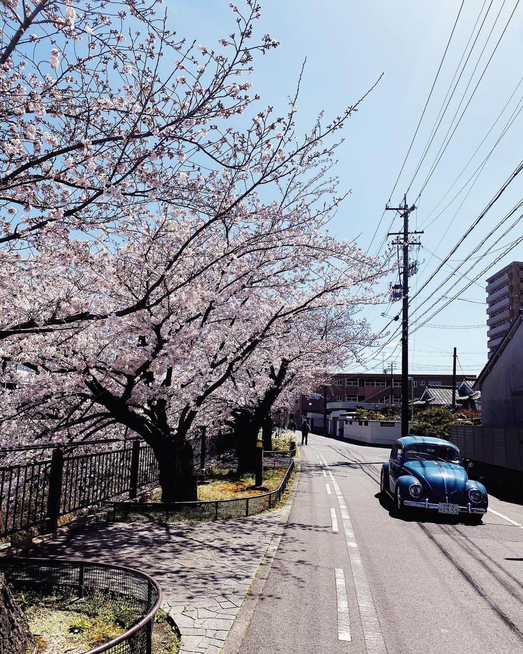 リアノン・ランゲラック（ミッチェル・ランゲラックの妻）さんのインスタグラム写真 - (リアノン・ランゲラック（ミッチェル・ランゲラックの妻）Instagram)「First cherry blossoms of the season 🌸💞」3月27日 16時00分 - riri_langerak