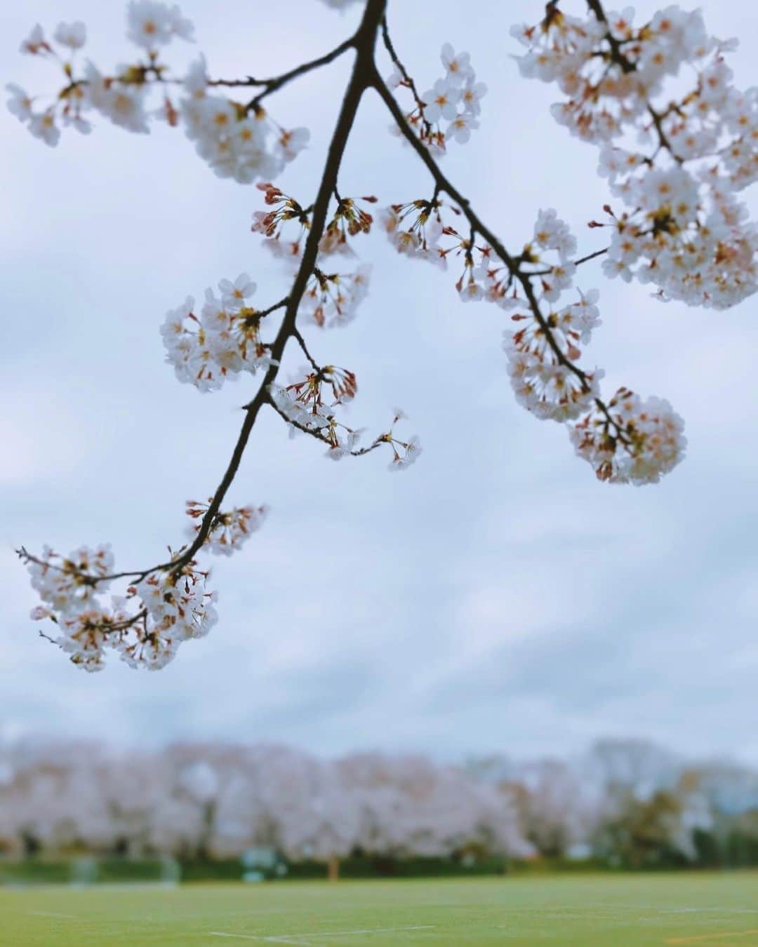 野村真季さんのインスタグラム写真 - (野村真季Instagram)「桜、連投🌸  普段フィルターはほとんど使わないのですが、こちらの2枚はフィルター使ってみました。 花曇りだと桜の淡い色が空と馴染みすぎてしまうのですが、フィルターかけるとだいぶ輪郭出ますね🤔と、インスタ初心者のつぶやき。  #桜満開」3月27日 17時51分 - masaki__nomura