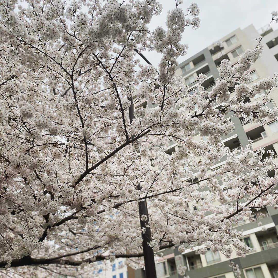 安蘭けいさんのインスタグラム写真 - (安蘭けいInstagram)「本日2回目、無事終演しました。 お越しくださった皆様ありがとうございました❤️ 温かい拍手が何よりのご褒美、明日からの活力です✨ でも明日は休演日ですよ〜☺️  稽古に明け暮れていたら、いつのまにかこんなに桜が咲いていました🌸散る前に気づいてよかった☺️ 風が強かったので桜が舞っていました。まだ咲いていてね〜🌸  #撮影時のみマスクを外しています   #nexttonormal  #n2n  #岡田浩暉 さん #新納慎也 さん #海宝直人 くん #昆夏美 ちゃん #安蘭けい  #photoby #橋本良亮 くん」3月27日 17時58分 - toko_aran