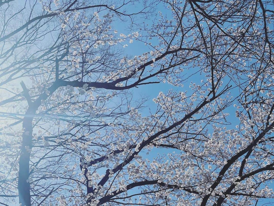 本田朋子さんのインスタグラム写真 - (本田朋子Instagram)「一気に桜が開花していました。 今日は半袖でも良いくらいの暑さ。 冷たいお水がめちゃくちゃ美味しく感じましたー😆 群馬県内のお花見スポットに行ってみたいなぁと思っているのですが、あっという間に満開になりそうで焦ります☀️💦  OTA ARENAも着々と工事が進んでいて、わくわく！ 来年の春の完成が待ち遠しいです。  #群馬県 #太田市 #太田市運動公園 #群馬クレインサンダーズ #otaarena  #本田朋子のweekly献立  #amazon #楽天 #全国の書店で発売中」3月27日 18時11分 - tomoko_honda_official_phonics