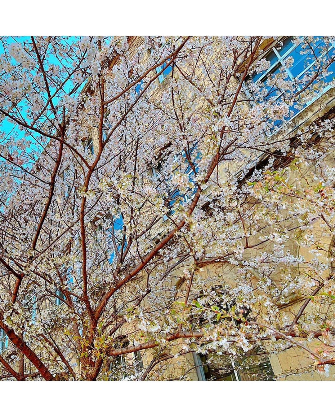 百合華さんのインスタグラム写真 - (百合華Instagram)「#春めき桜 🌸🌸🌸  #旧成徳中学校の桜   #京都の桜2022   #桜 #桜並木  #早咲き桜  #舞い散る桜  #散り始める桜  #風に舞う桜が綺麗  #心地良い風を感じて  #歴史的な建造物が好き  #歴史から生き方を学ぼう  #歴史ロマンに想いを馳せる  #歴史を刻む建物が街をつくる」3月27日 18時16分 - yurika.lovelily