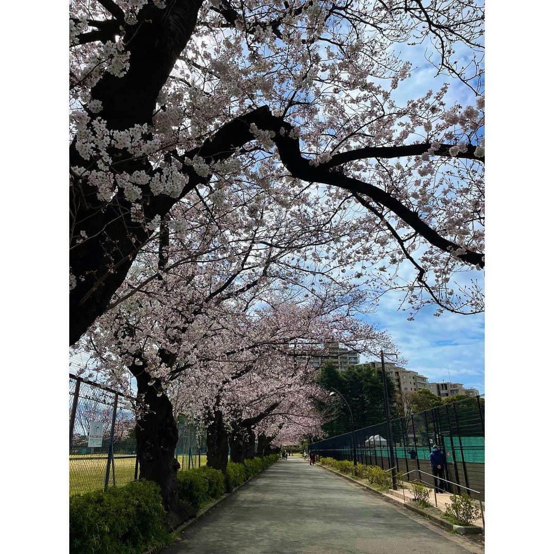 長谷川朋加さんのインスタグラム写真 - (長谷川朋加Instagram)「♡  ✎५⋆*{ お花見ラン🌸 } ୨୧-------------------------------- ୨୧  にいやんとまさとっちとらんらんらん🏃‍♀️  朝から15km走れて大満足のお花見ラン！ 久しぶりの駒沢公園は賑わっていたなぁ😚 桜って癒される〜♪  ゆるジョグしながらおしゃべりして たくさん汗をかいて健康的💪🏻 もりもり食べるためにガシガシ走る🏃‍♀️ 走った後はハンバーガー🍔 ここのハンバーガーが大好きなのです！！  今宵も楽しくハッピーに🏃‍♀️💗  ୨୧ -------------------------------- ୨୧ #やりたい事は全部やる #全力前向き前のめり #走るの大好き」3月27日 18時16分 - hasegawatomoka