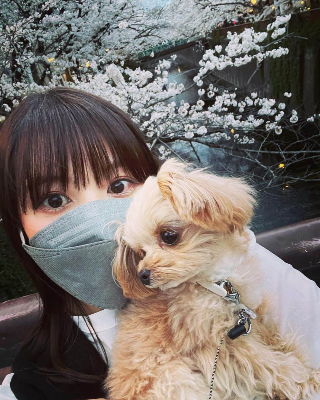 小池唯さんのインスタグラム写真 - (小池唯Instagram)「1番好きなお花🌸」3月27日 19時47分 - yuikoike_official