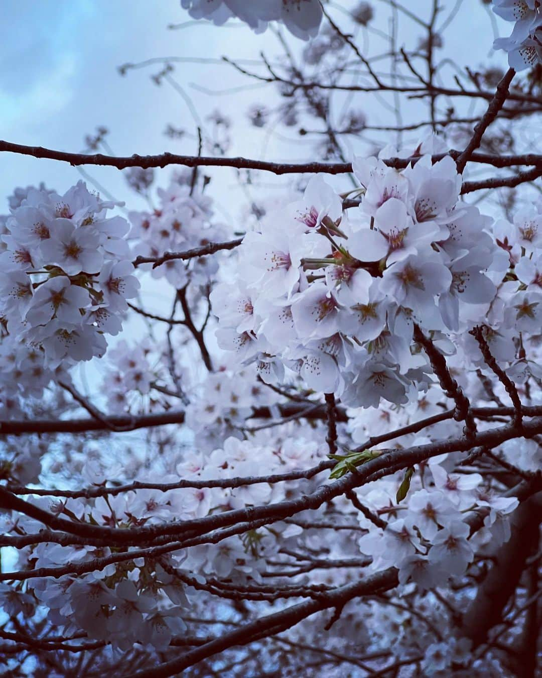 小池唯さんのインスタグラム写真 - (小池唯Instagram)「1番好きなお花🌸」3月27日 19時47分 - yuikoike_official