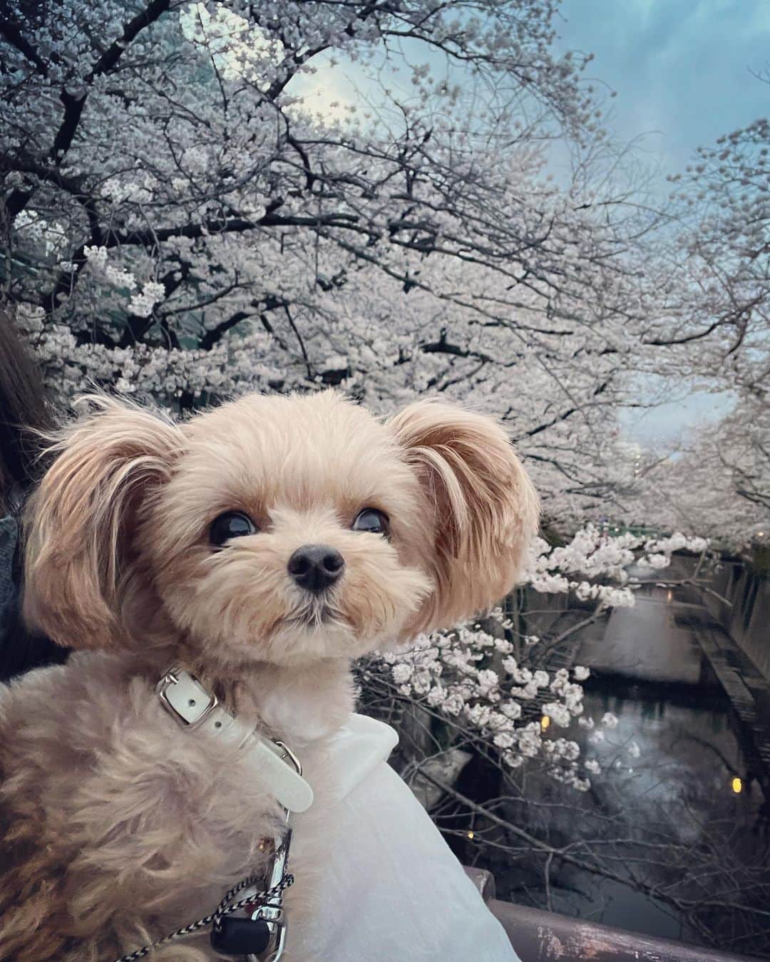 小池唯さんのインスタグラム写真 - (小池唯Instagram)「1番好きなお花🌸」3月27日 19時47分 - yuikoike_official